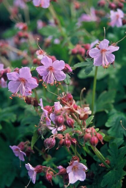 Storchschnabel (Geranium macrorrhizum) – 9 cm Topf, 10–25 cm Höhe - Green Guardia - Ihr Experte für Schädlinge und Pflanzen