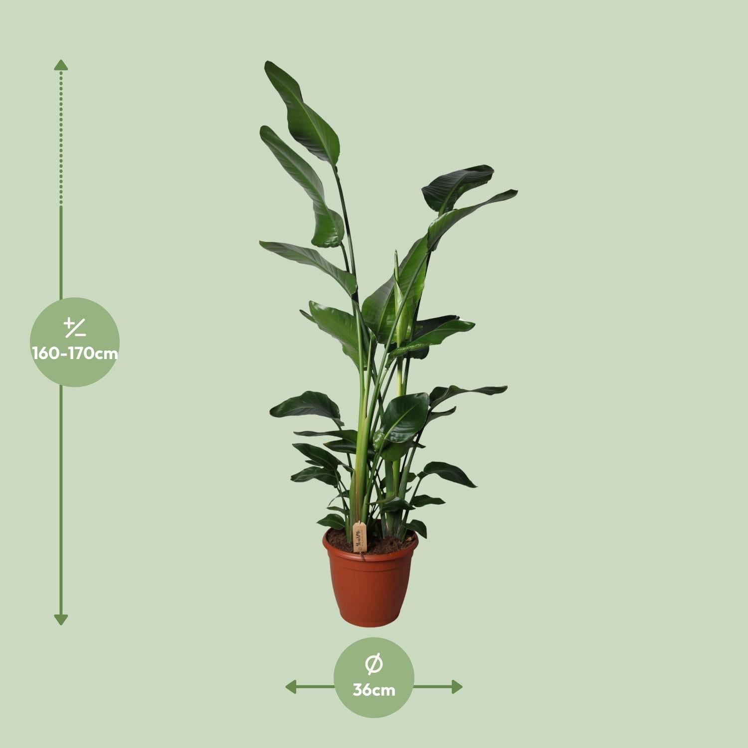 Strelitzia Nicolai – Weiße Paradiesvogelblume - 60 - 170 cm - Green Guardia - Ihr Experte für Schädlinge und Pflanzen