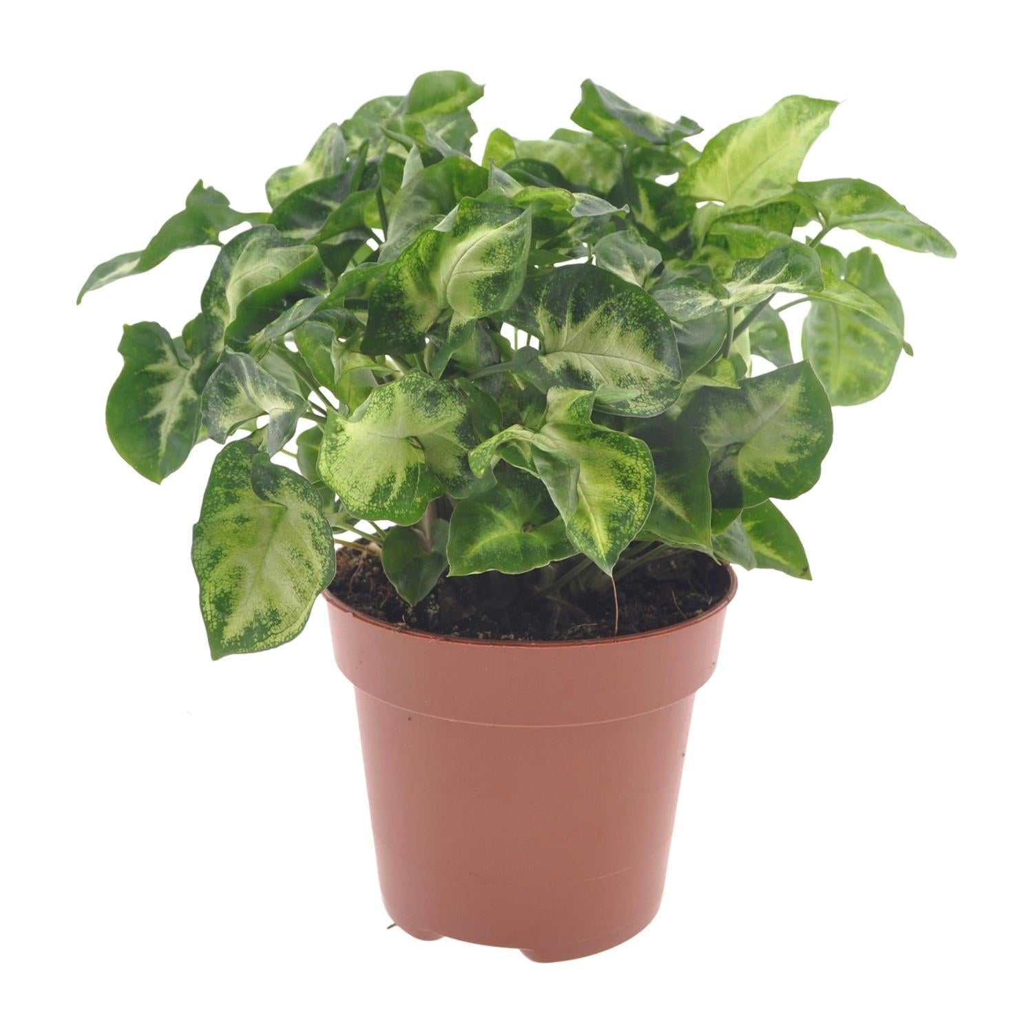 Syngonium ‘Pixie’ – Purpurtute - 20 - 30 cm - Green Guardia - Ihr Experte für Schädlinge und Pflanzen