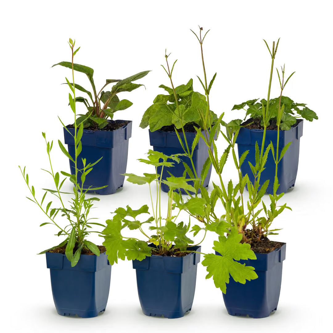 Perennial Pack – bee & butterfly attracting – 6 perennials – for approx. 1 m² – various colors – low-maintenance – 11 cm pot