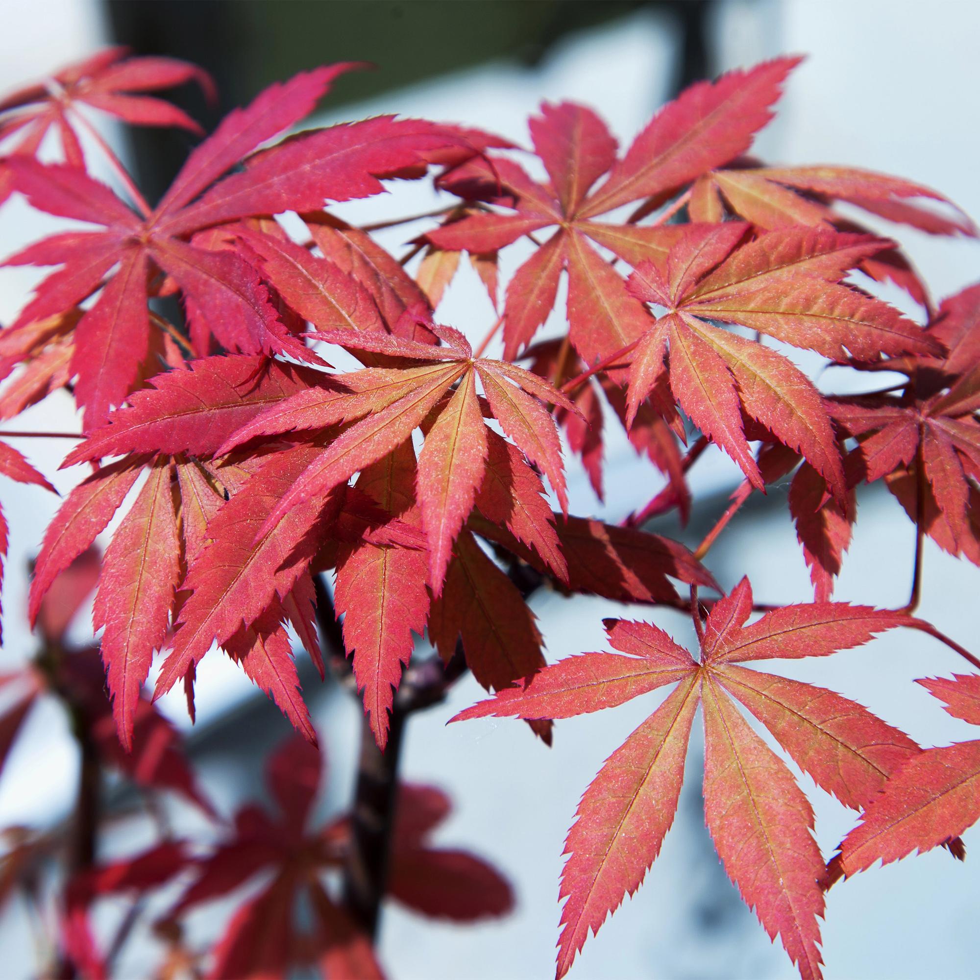 Japanese maple 'Sumi-nagashi' – red, deciduous, 19 cm pot, 70 cm tall