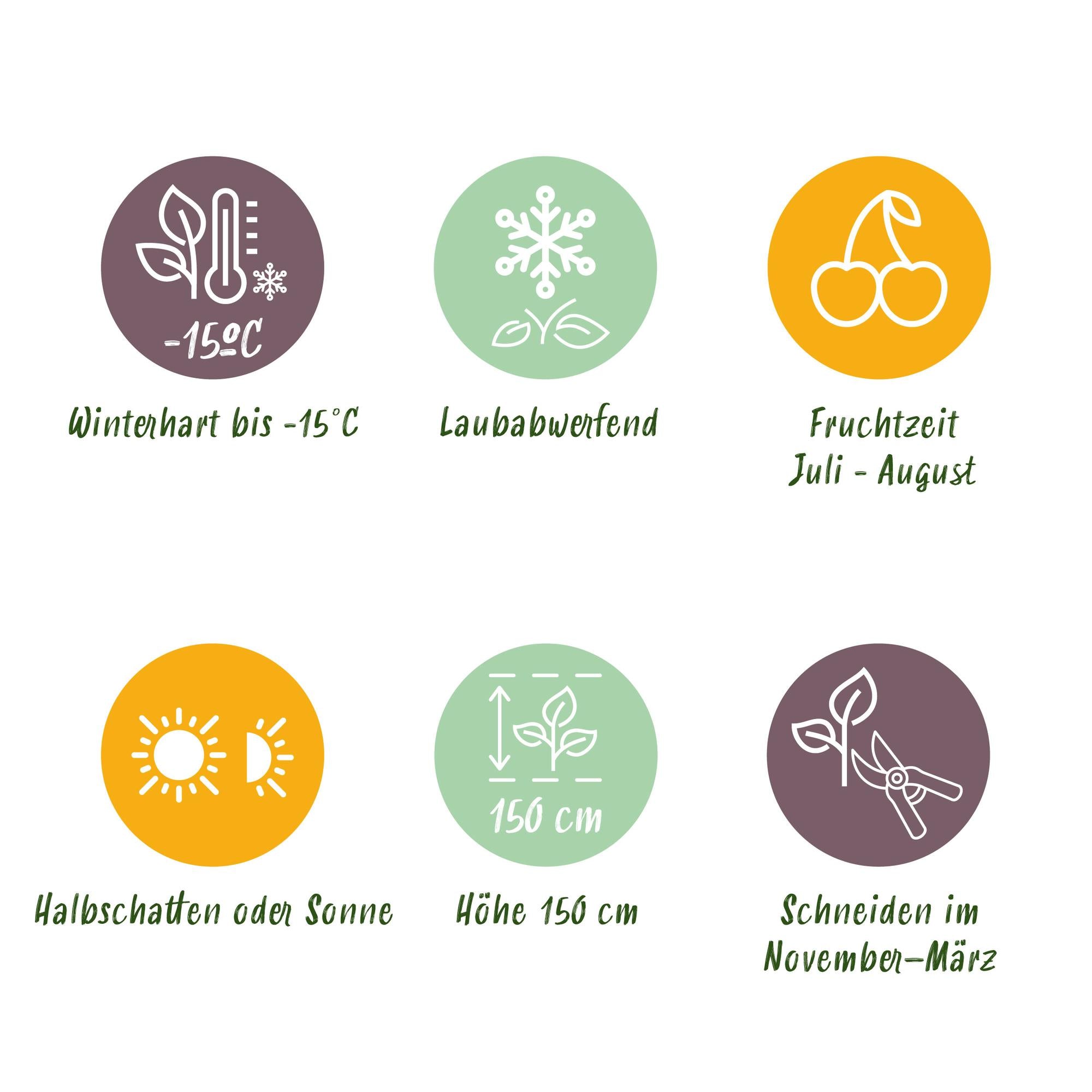 Framboisier jaune'Fallgold' (Rubus idaeus) –2 plants en pot de 11 cm, environ 40 cm