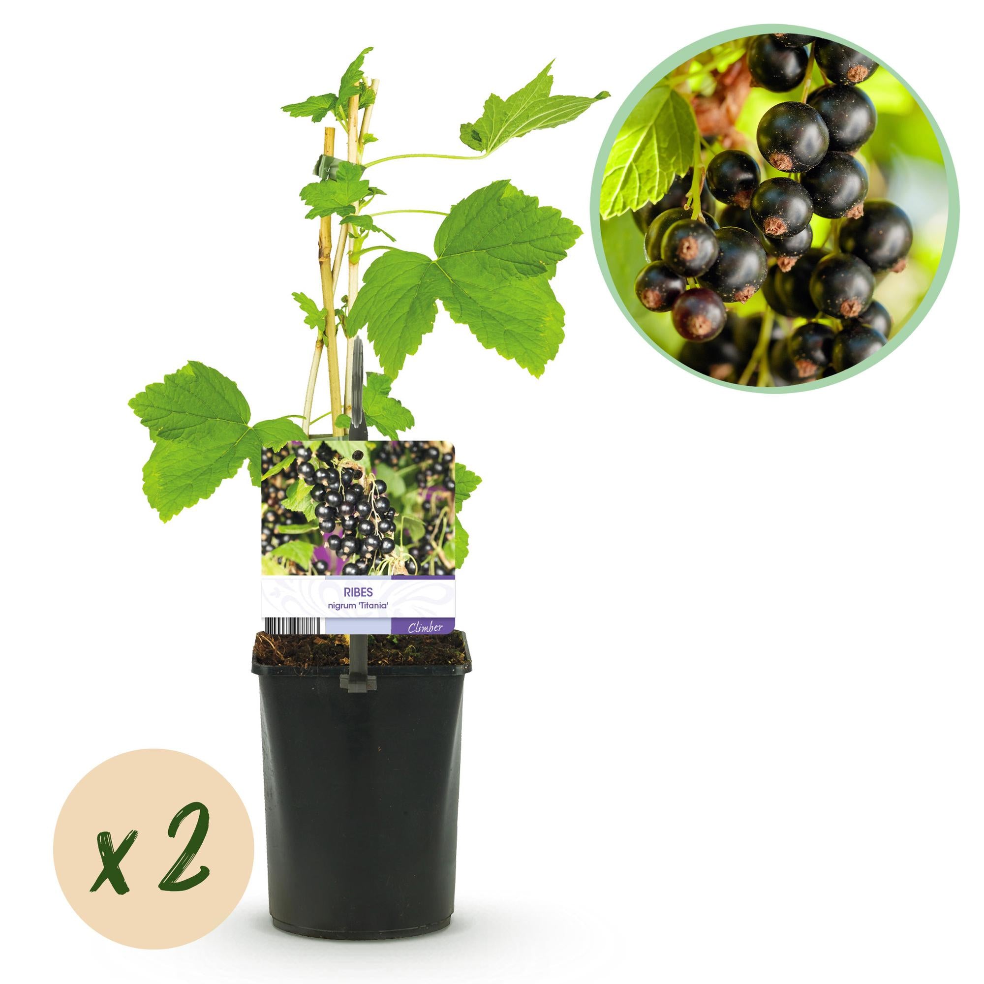 Cassis'Titania'–2 plants, environ 40 cm de haut, pot de 11 cm