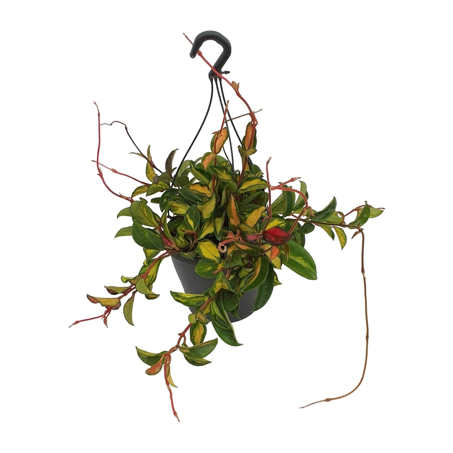 Hoya Carnosa'Tricolor'–Fleur de cire–Pot de 19 cm, 20 cm de hauteur