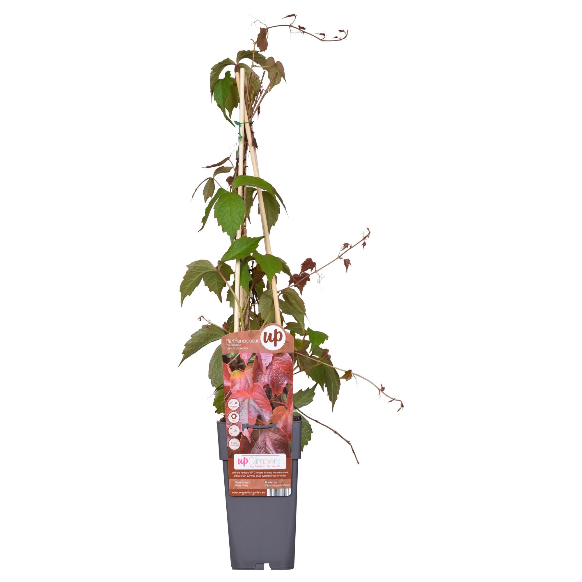 Vigne vierge'Veitch Boskoop'–plante grimpante robuste, pot de 15 cm, 65 cm de hauteur