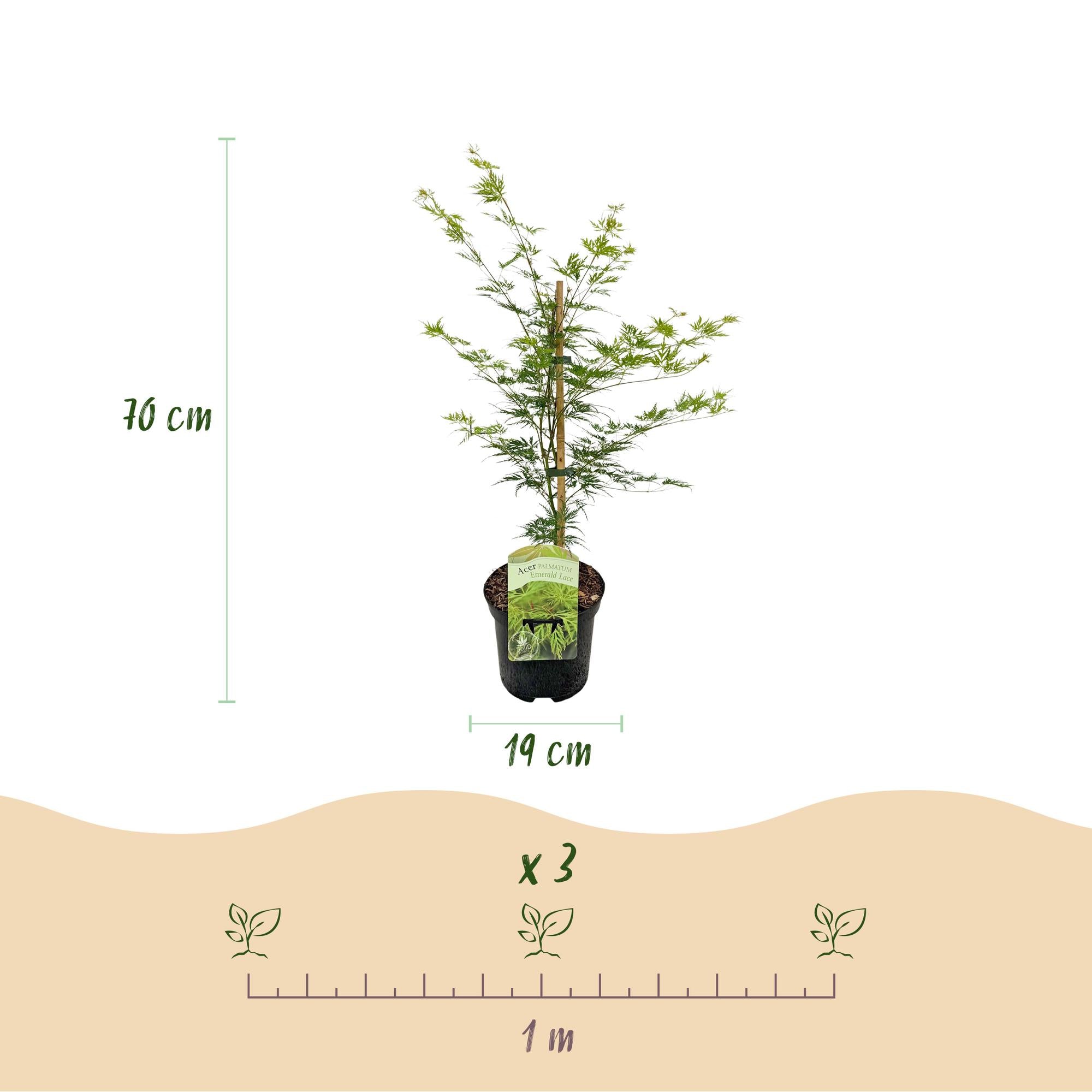 Japanese maple 'Emerald Lace' – green, deciduous, 19 cm pot, 70 cm