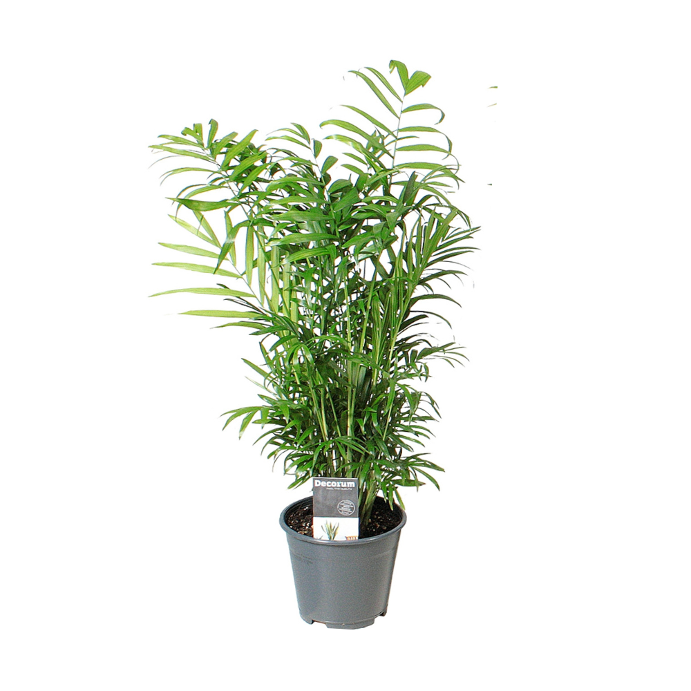 Chamaedorea Elegans–Palmier des montagnes-40-55 cm