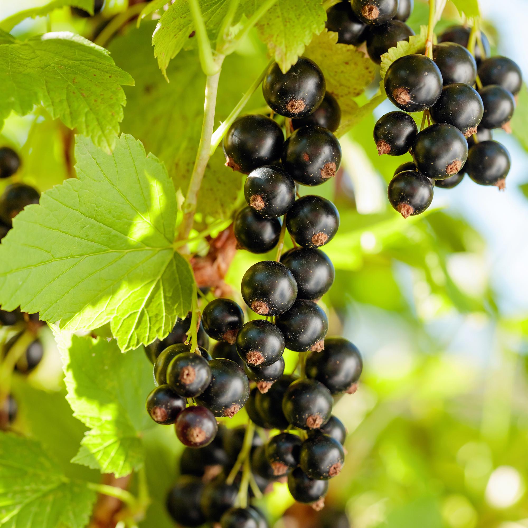 Cassis'Titania'–2 plants, environ 40 cm de haut, pot de 11 cm