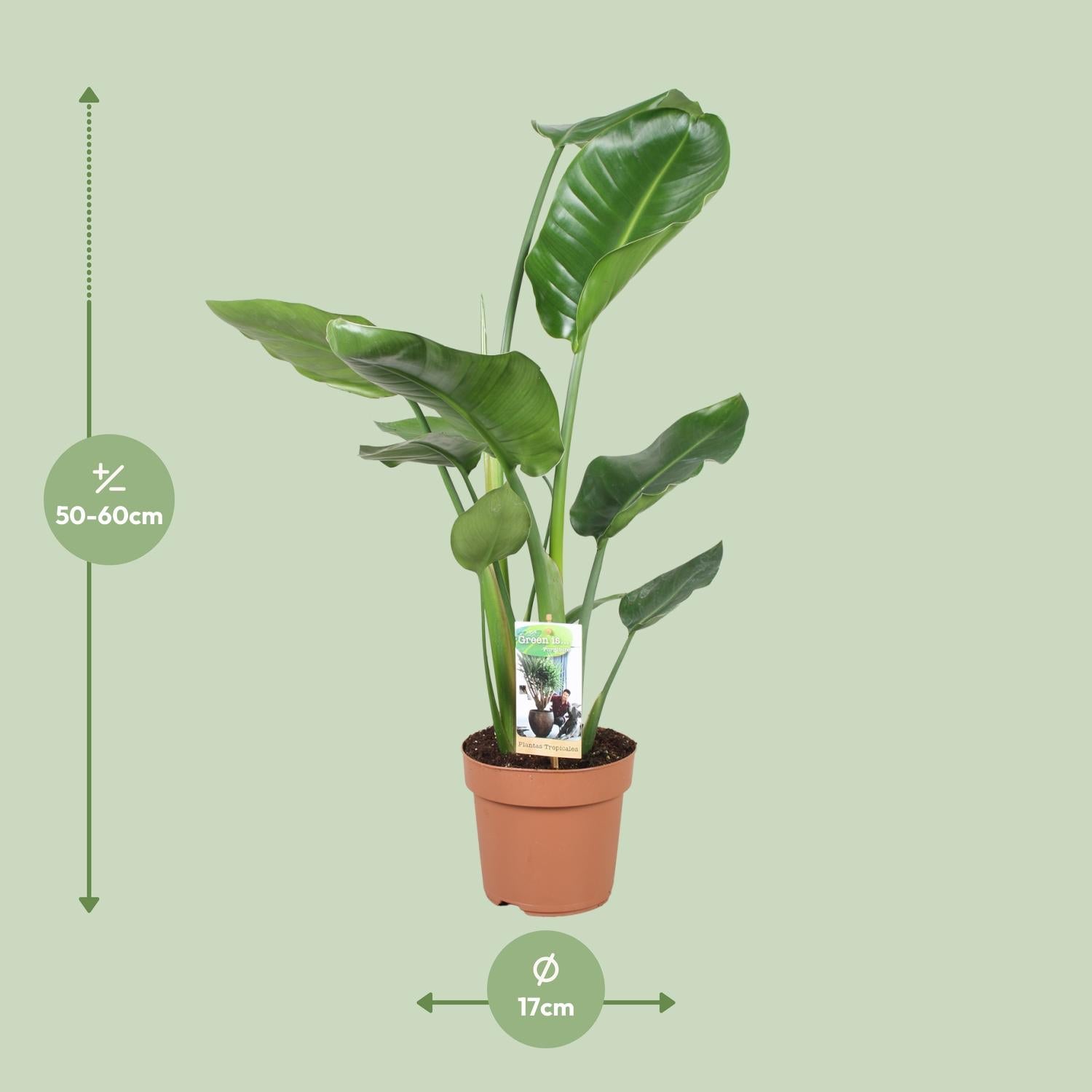 Strelitzia Nicolai–Fleur d'oiseau de paradis blanc-60-170 cm