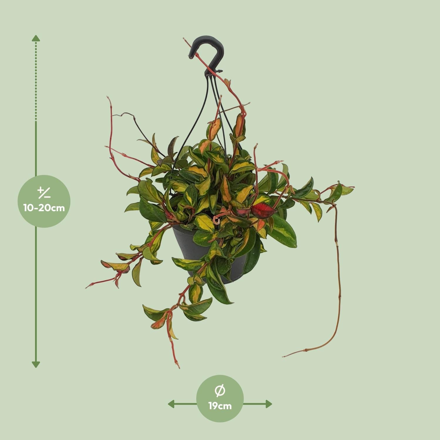 Hoya Carnosa'Tricolor'–Fleur de cire–Pot de 19 cm, 20 cm de hauteur