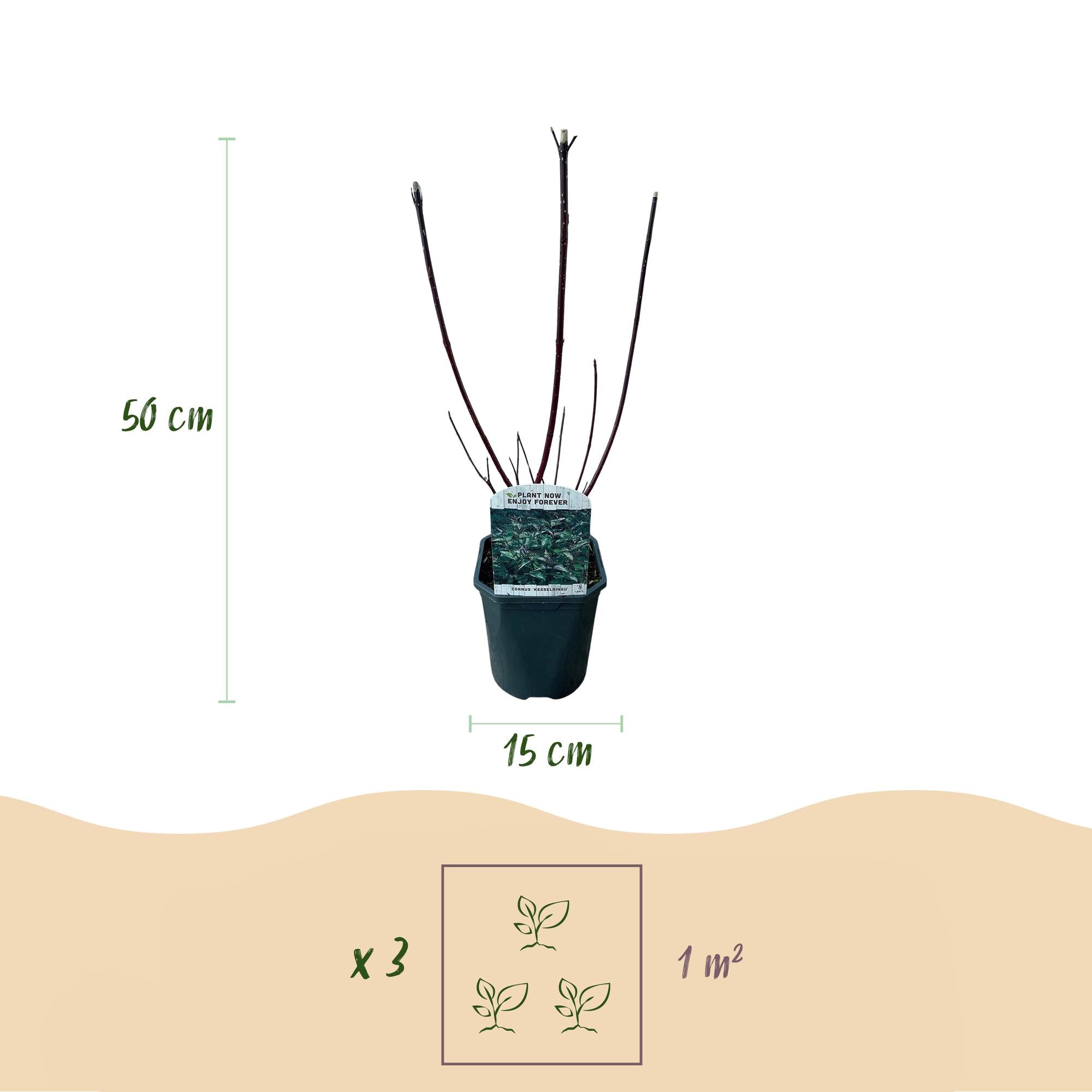 Cornus alba 'Kesselringii' – Cornejo ornamental con ramas oscuras, 45 cm de altura