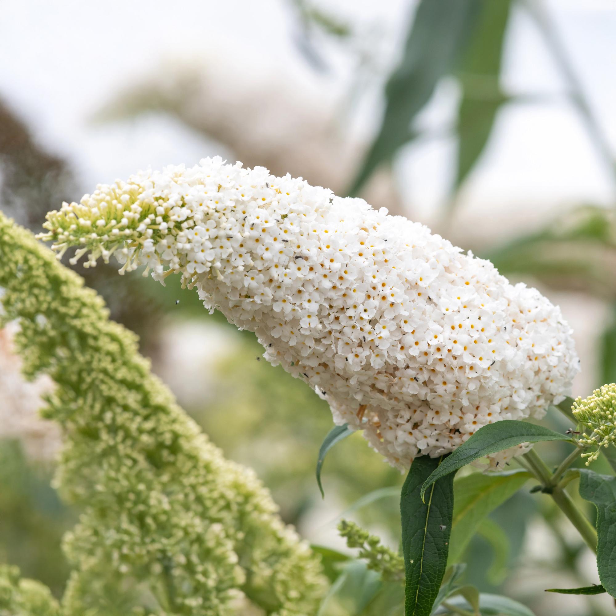 Schmetterlingsstrauch ‘White Profusion’ – 1 Pflanze, weiß blühend, 17 cm Topf, 25 cm hoch