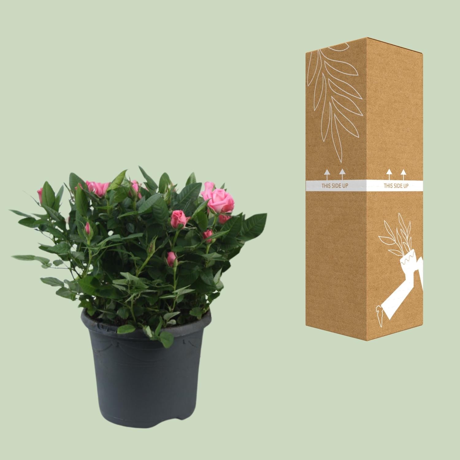 Rosa ‘Jewel Patio Sparkling’ – kompakte Topfrose, 17 cm Topf, 30 cm Höhe