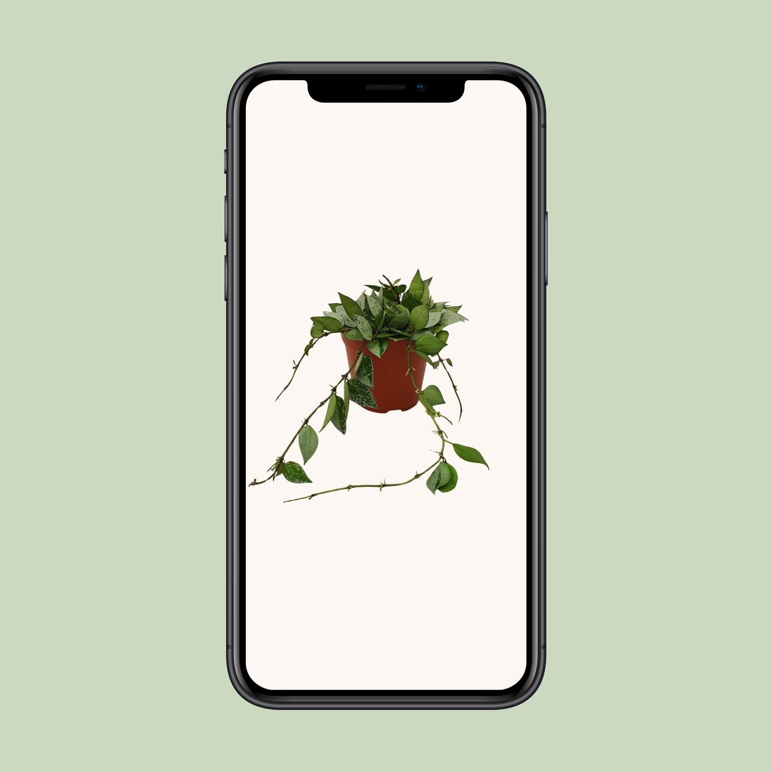 Hoya Krohniana'Eskimo'–Fleur de cire-Pot de 12 cm, 15 cm de haut