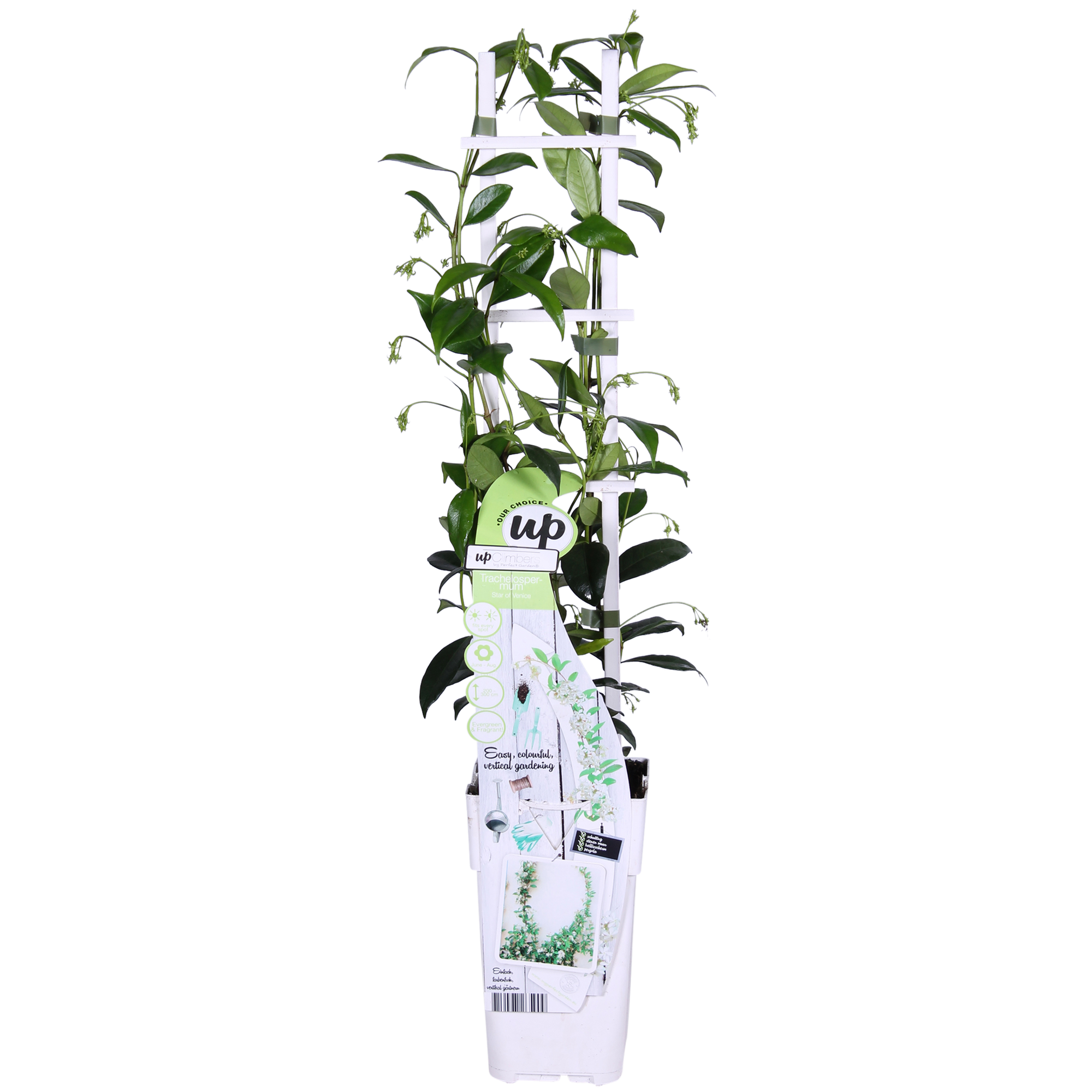 Trachelospermum ‘Star of Venice’ – immergrüner Jasmin, weiße Blüten, 15 cm Topf, 65 cm hoch