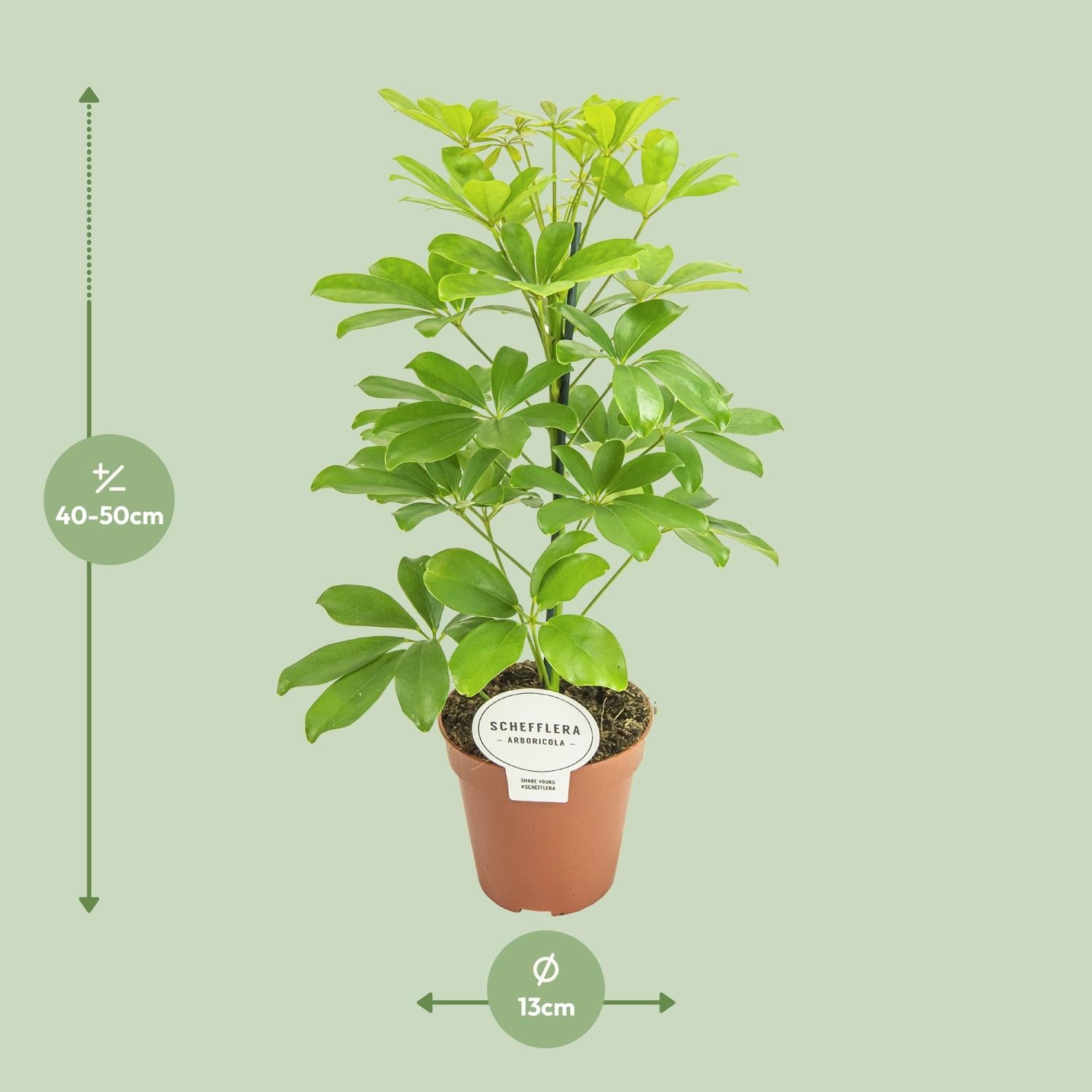 Schefflera Nora–Arbre Parasol-35-45 cm