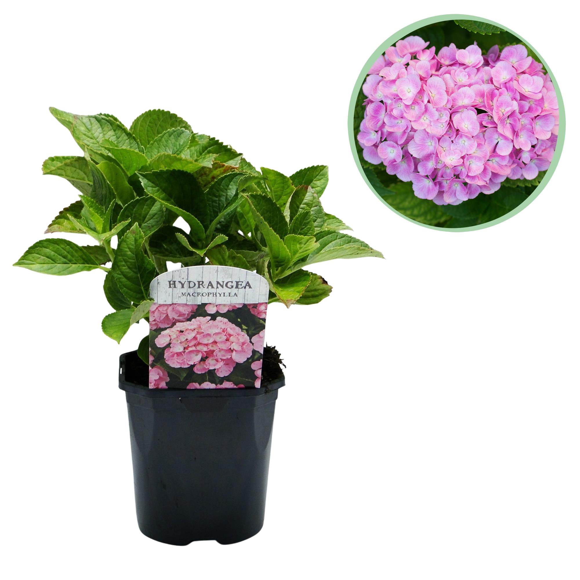Hydrangea macrophylla – hortensia robusta en varios colores - 1 planta, maceta de 17 cm, 30 cm de altura