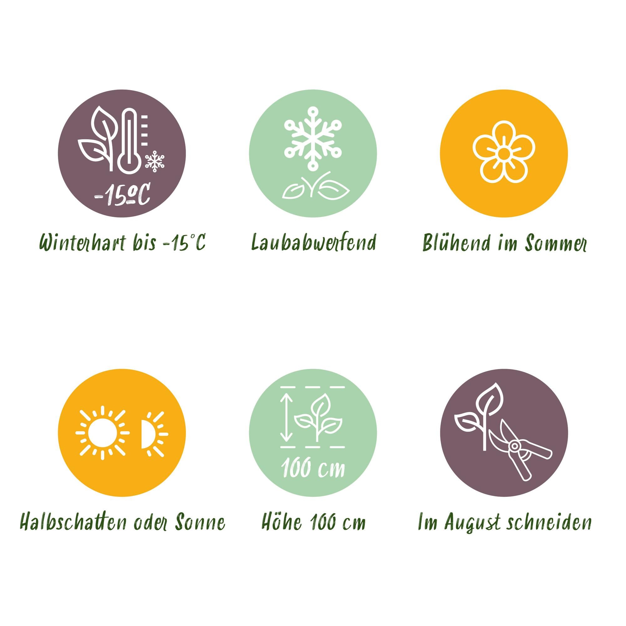 Hydrangea ‘Magical Revolution’ Pink – Hortensie, 6–10 Blüten – 23 cm Topf, 55 cm hoch