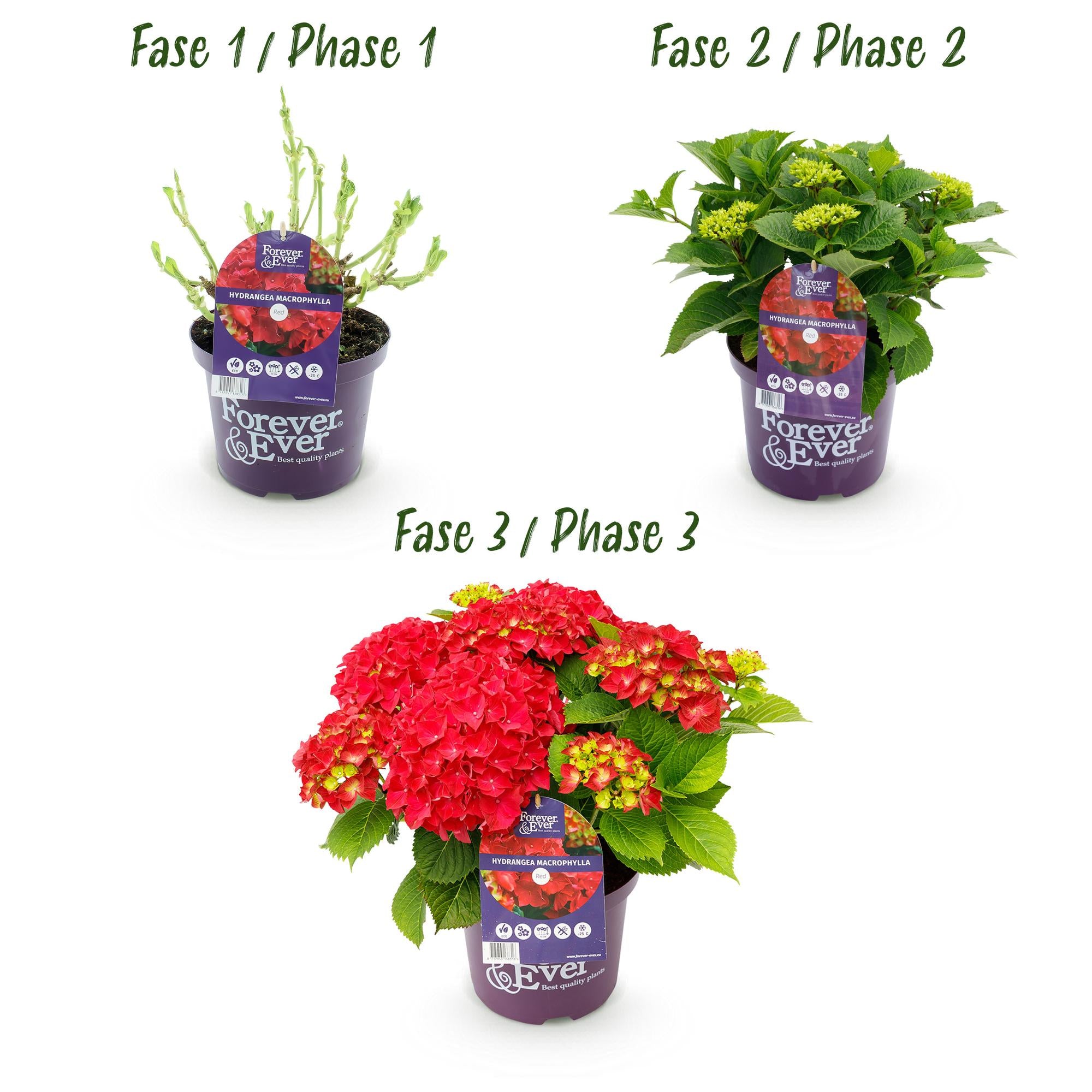 Red Hydrangea “Forever & Ever” – Vigorous flowering variety, 23 cm pot, 55 cm height