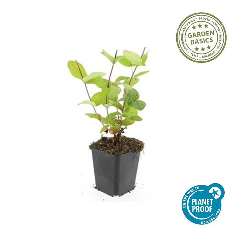 Johanniskraut ‘Beauty’ – Ziersträuchchen im 9-cm-Topf, 10–25 cm hoch