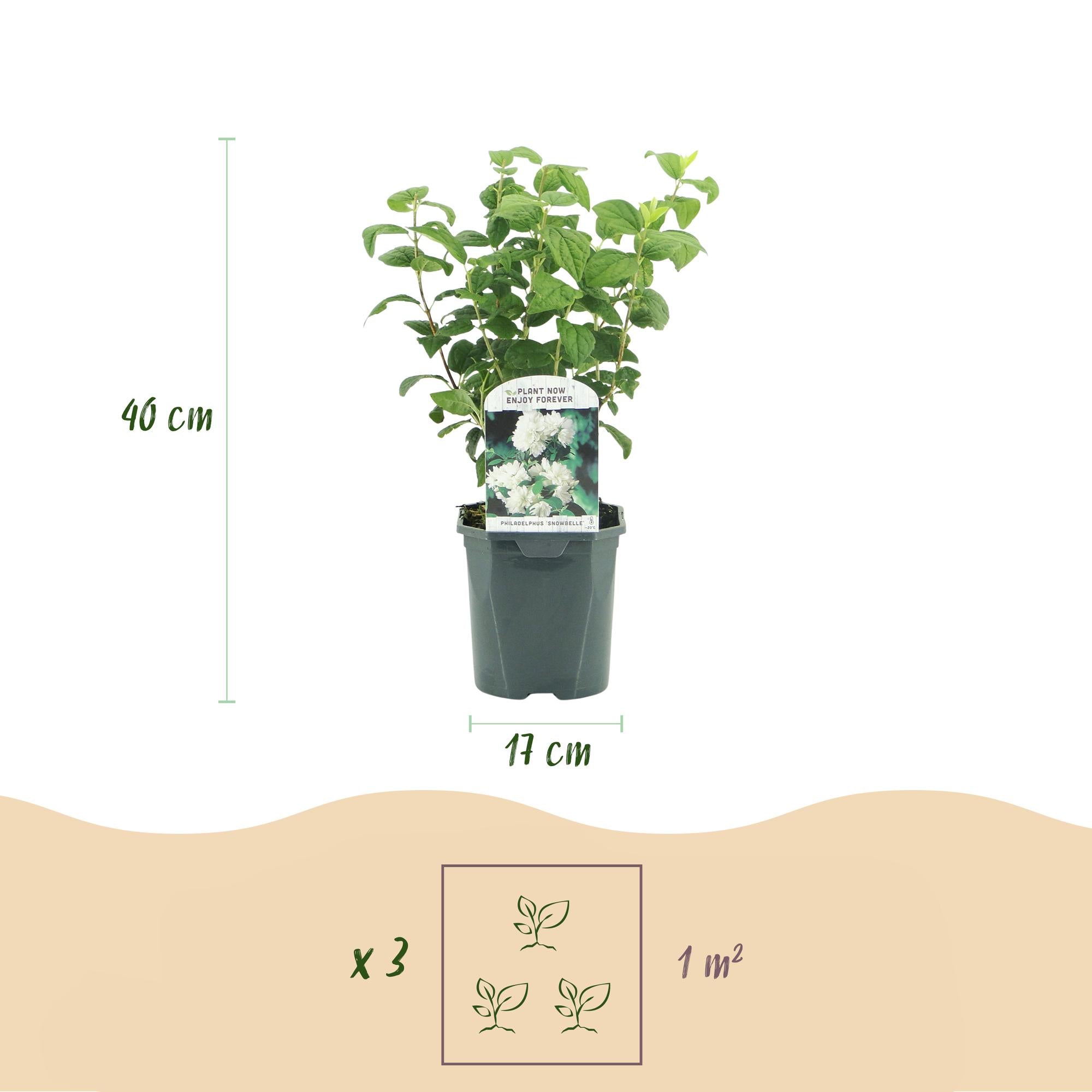 Filadelfo 'Snowbelle' – caducifolio, flores blancas, maceta de 17 cm, 45 cm