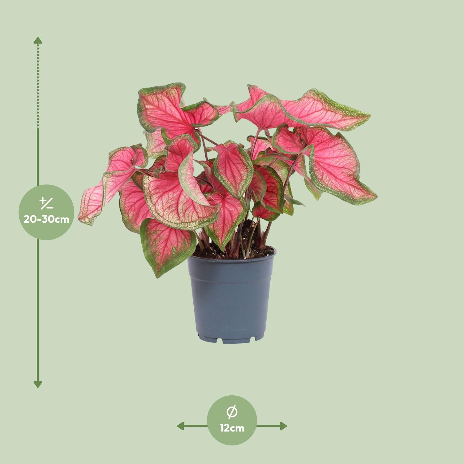 Caladium – Angel Wings - 12cm - various colors