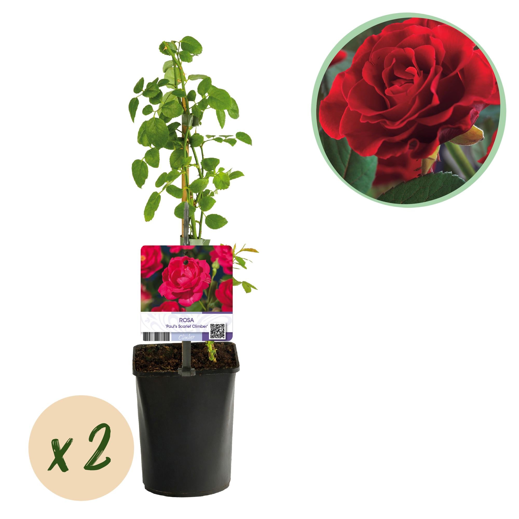 Kletterrose ‘Paul Scarlet Climber’ – robust, pflegeleicht, 2 Pflanzen, Topf 11 cm, 40 cm hoch