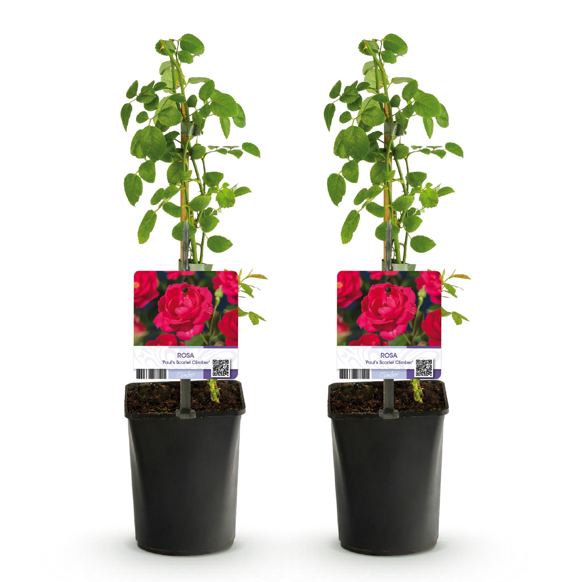 Kletterrose ‘Paul Scarlet Climber’ – robust, pflegeleicht, 2 Pflanzen, Topf 11 cm, 40 cm hoch