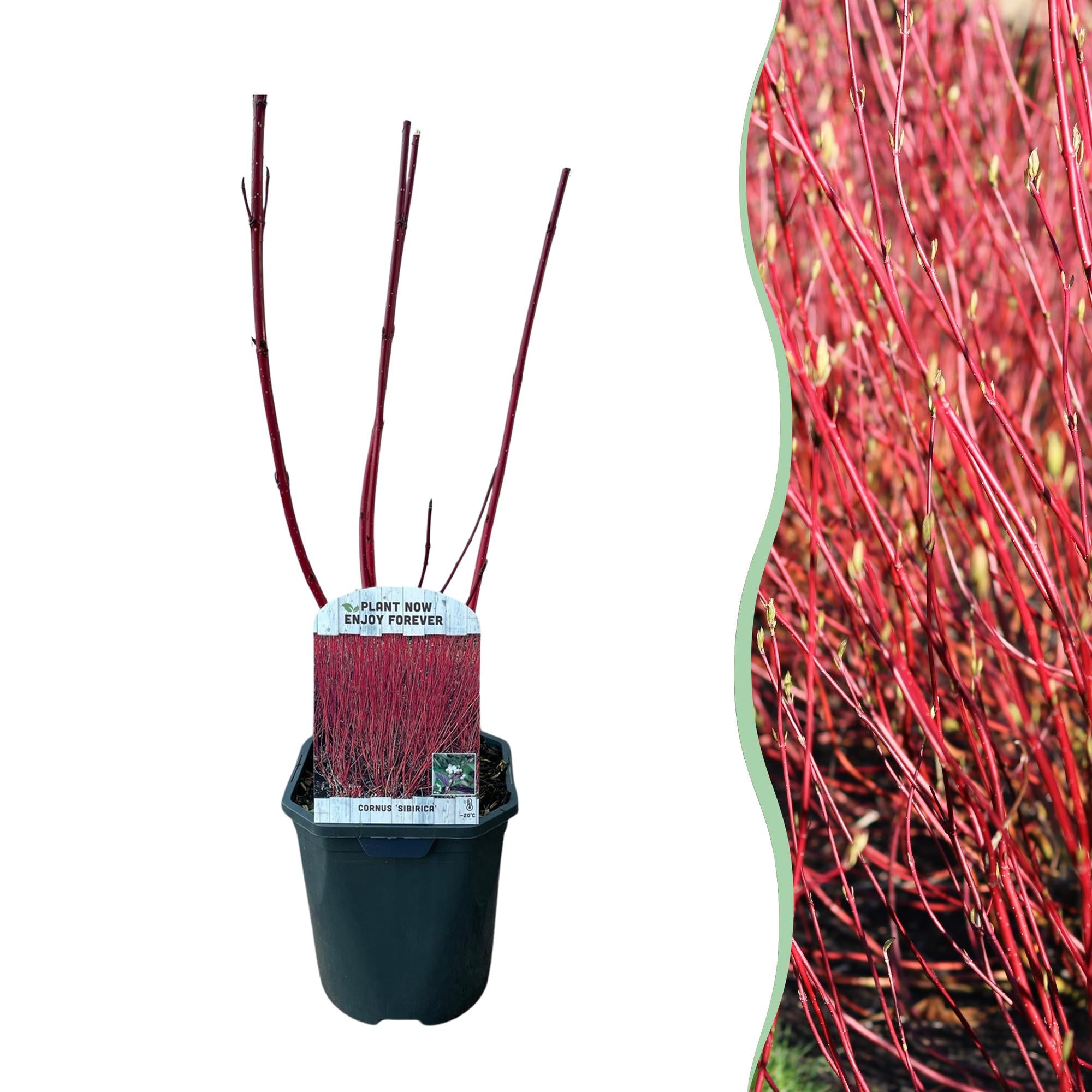 Cornus sibirica – arbusto ornamental de hoja caduca, ramas rojas, maceta de 17 cm, 45 cm