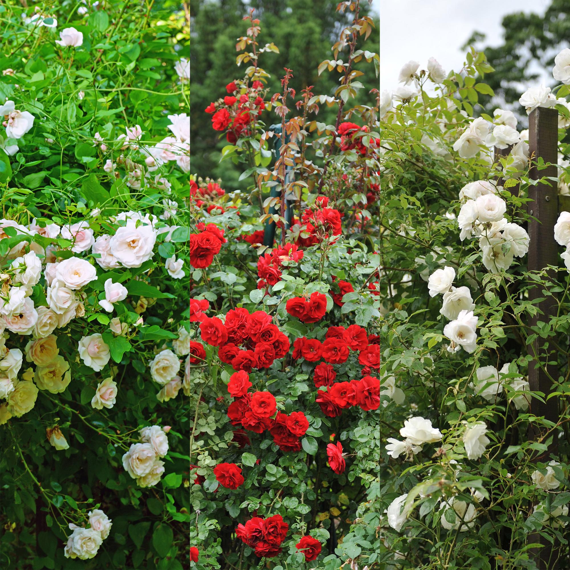 ‘Rosa Tricolour’ Kletterrose – mehrfarbig blühend, pflegeleicht, 3 Pflanzen im 11 cm Topf, 40 cm Höhe