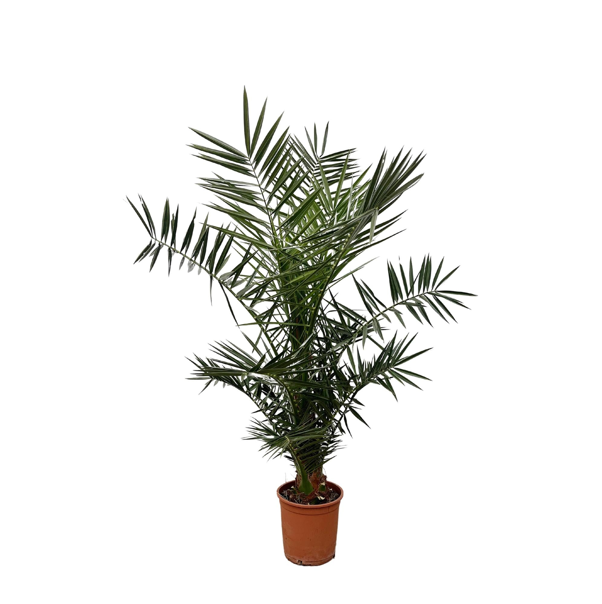 Phoenix Canariensis - 140 cm - 21cm Topf