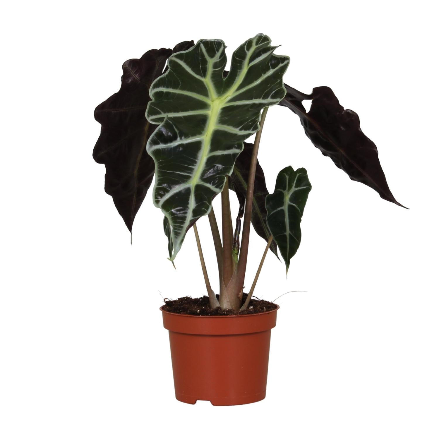 Alocasia amazonica 'Polly' – Elephant Ear - 12 cm pot, 30 cm high