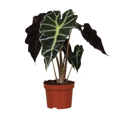 Alocasia amazonica 'Polly' – Αυτί ελέφαντα - Γλάστρα 12 cm, ύψος 30 cm