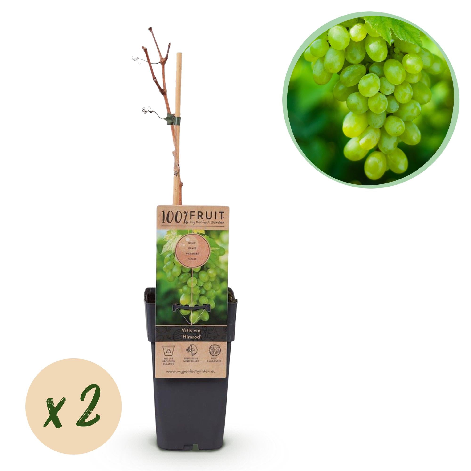 Vitis vinifera ‘Himrod’ – kernlose weiße Tafeltraube, 2 Pflanzen, 15 cm Topf, 50 cm Höhe