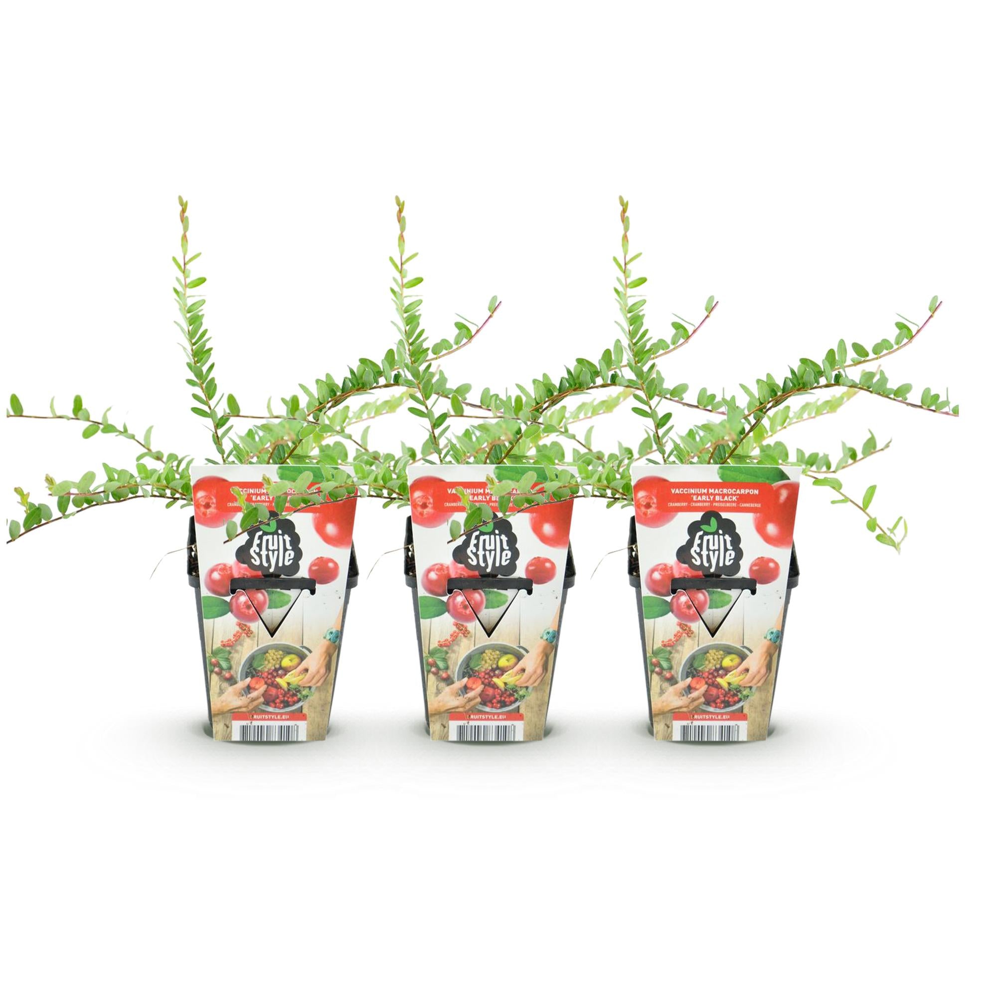 Blueberry ‘Early Black’ (Vaccinium macrophylla) – hardy, 3 plants in a 9 cm pot