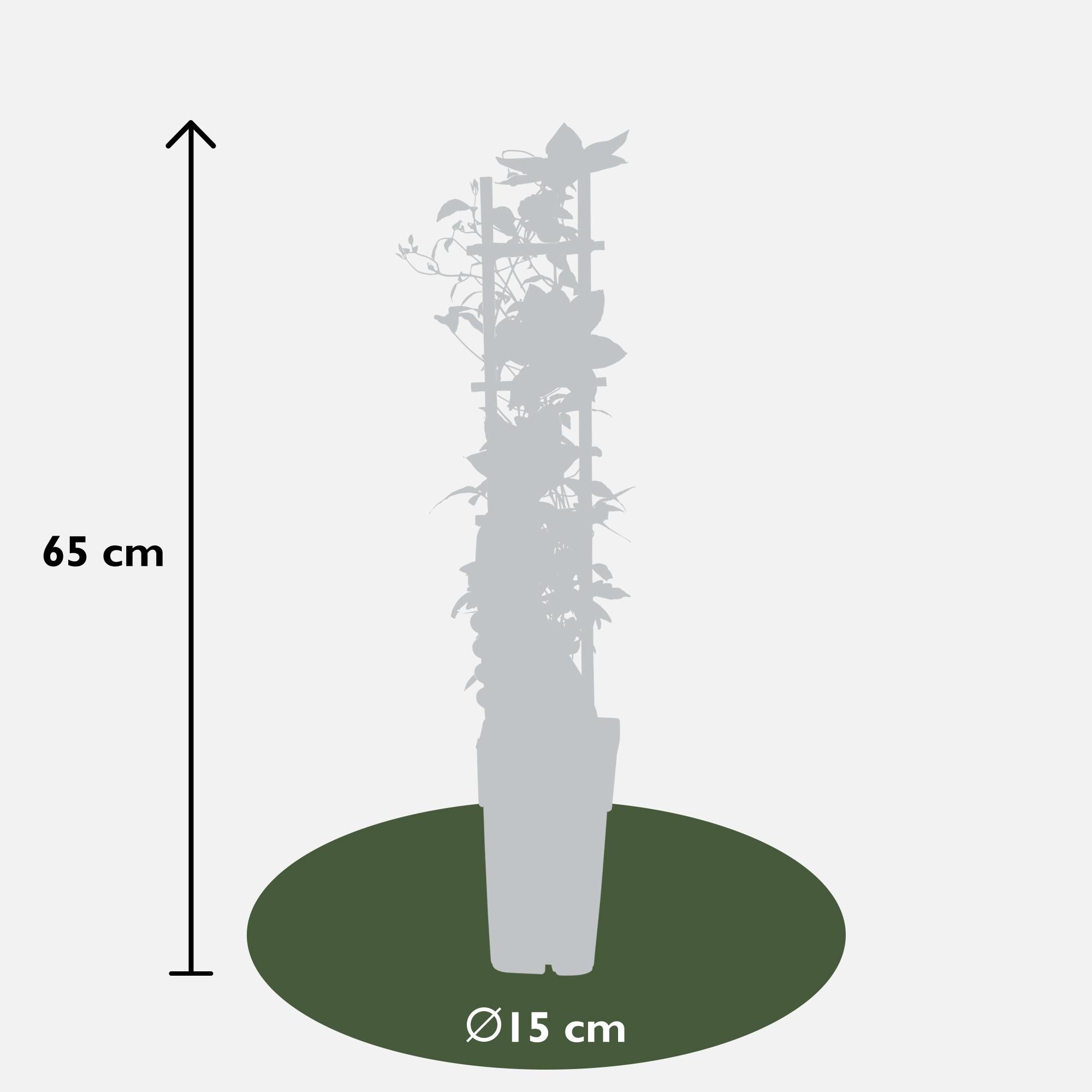 Clematis 'Corinne' – compact, white flowering climbing plant, Ø15 cm, ↕65 cm
