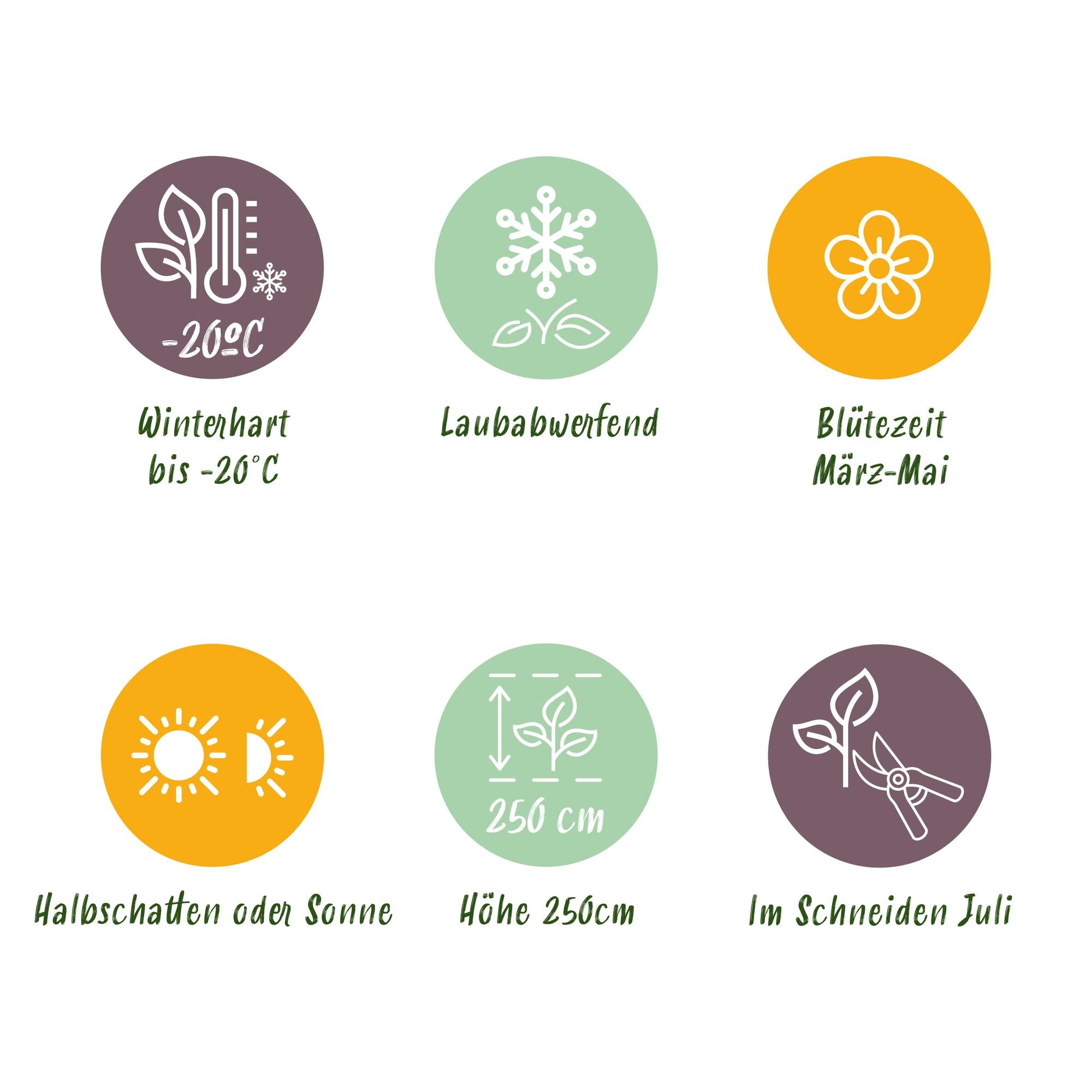 Magnolia soulangiana – θάμνος με ανοιχτό ροζ λουλούδια, γλάστρα 17 cm, ύψος 45 cm