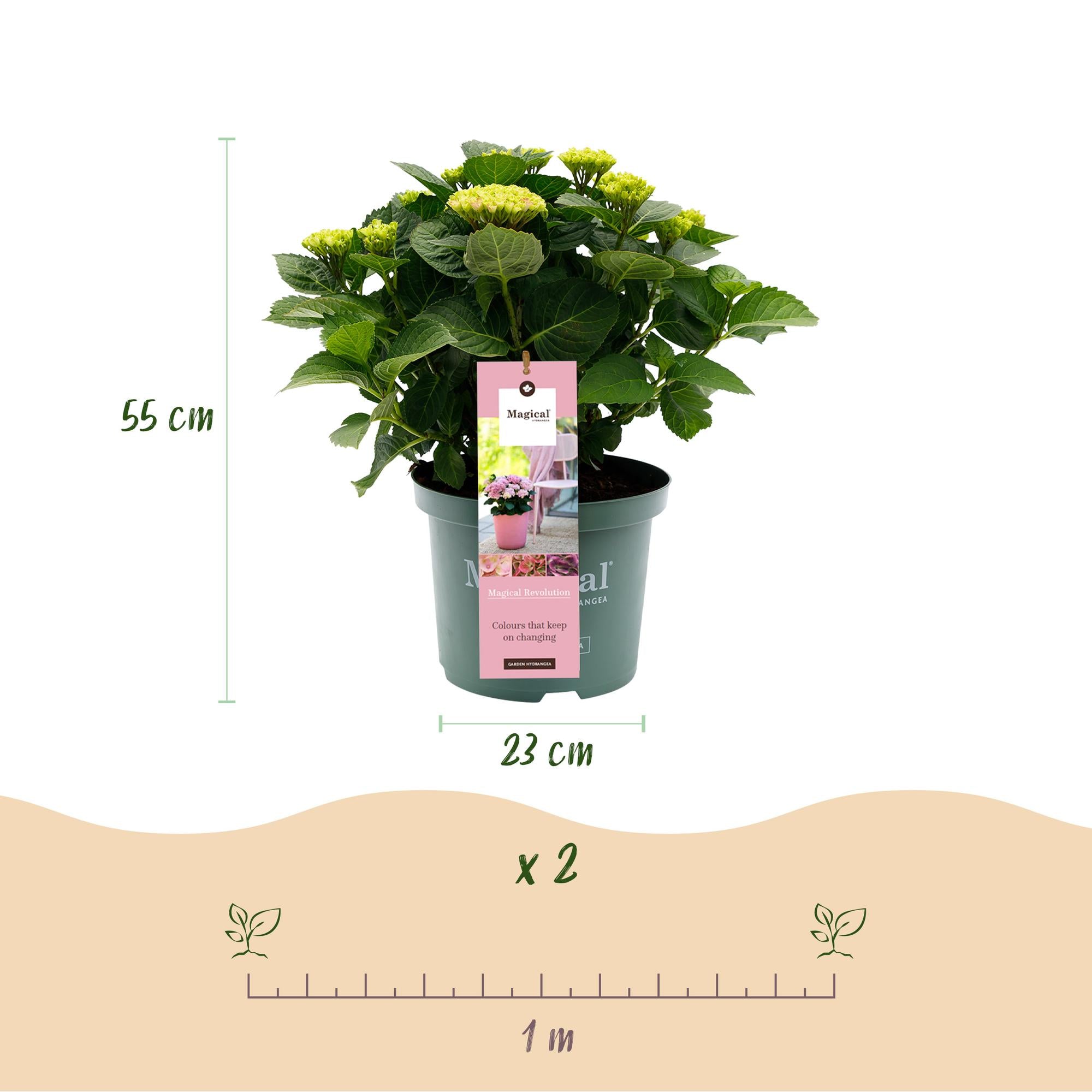 Hydrangea ‘Magical Revolution’ Pink – Hortensie, 6–10 Blüten – 23 cm Topf, 55 cm hoch