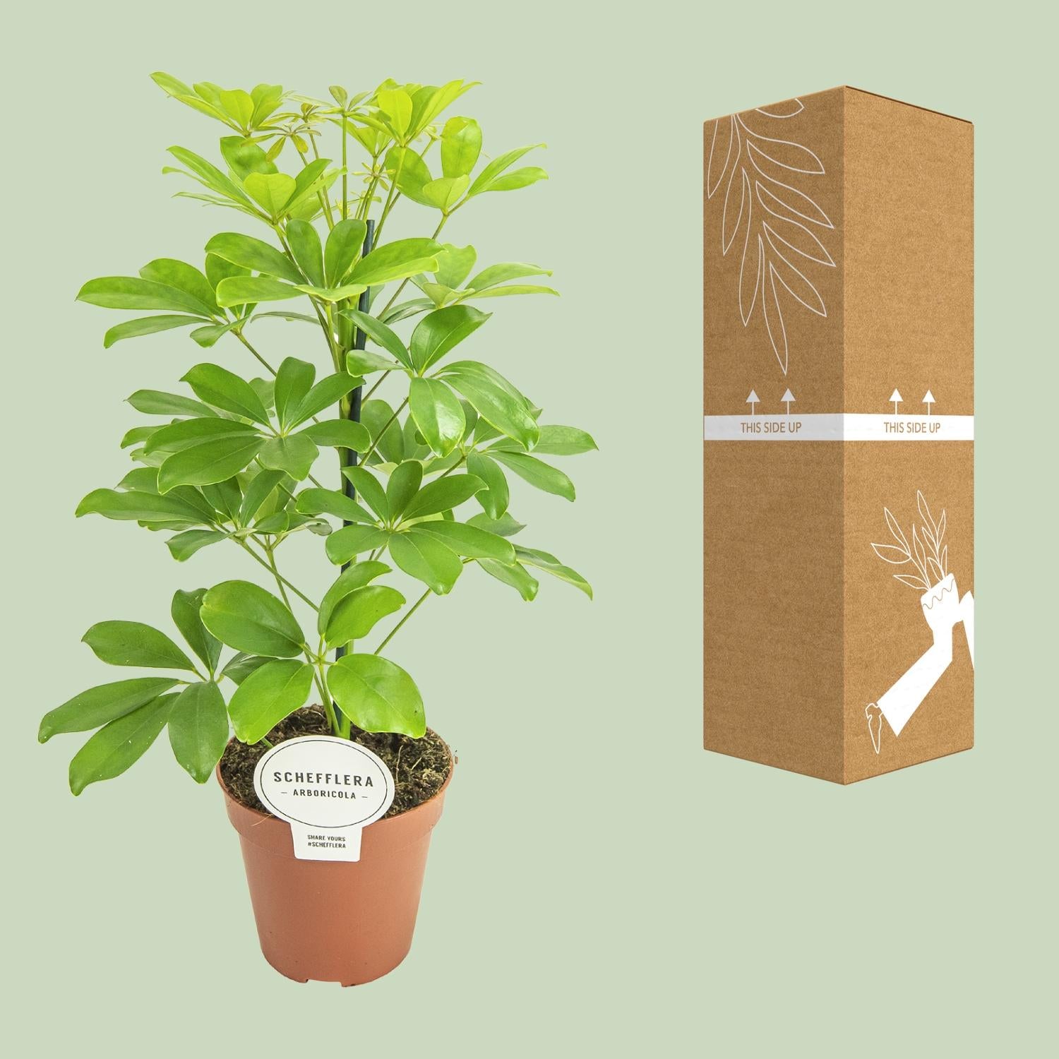 Schefflera Nora–Arbre Parasol-35-45 cm