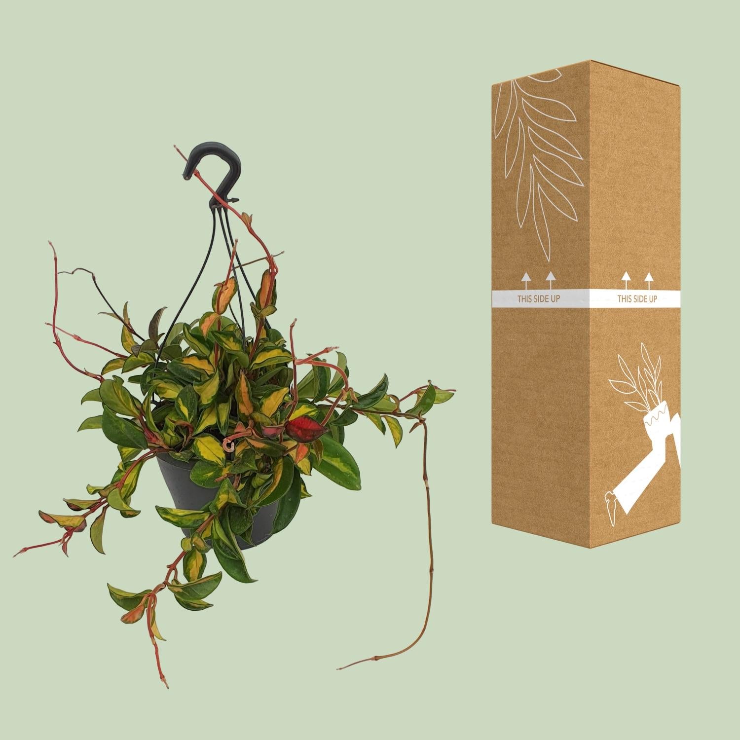 Hoya Carnosa'Tricolor'–Fleur de cire–Pot de 19 cm, 20 cm de hauteur