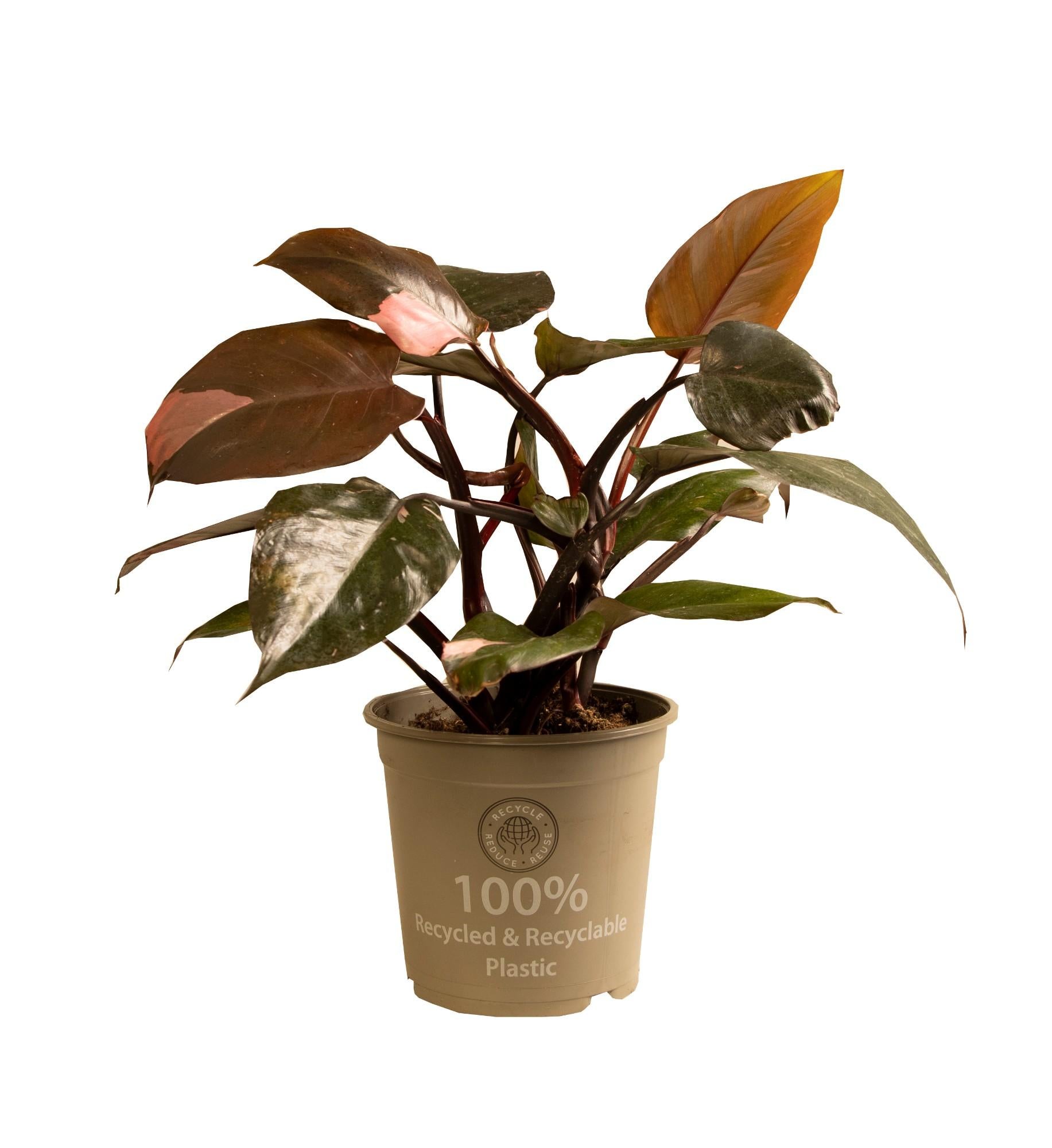 Filodendro Princesa Rosa – Rosa Philodendron - 35-50 cm