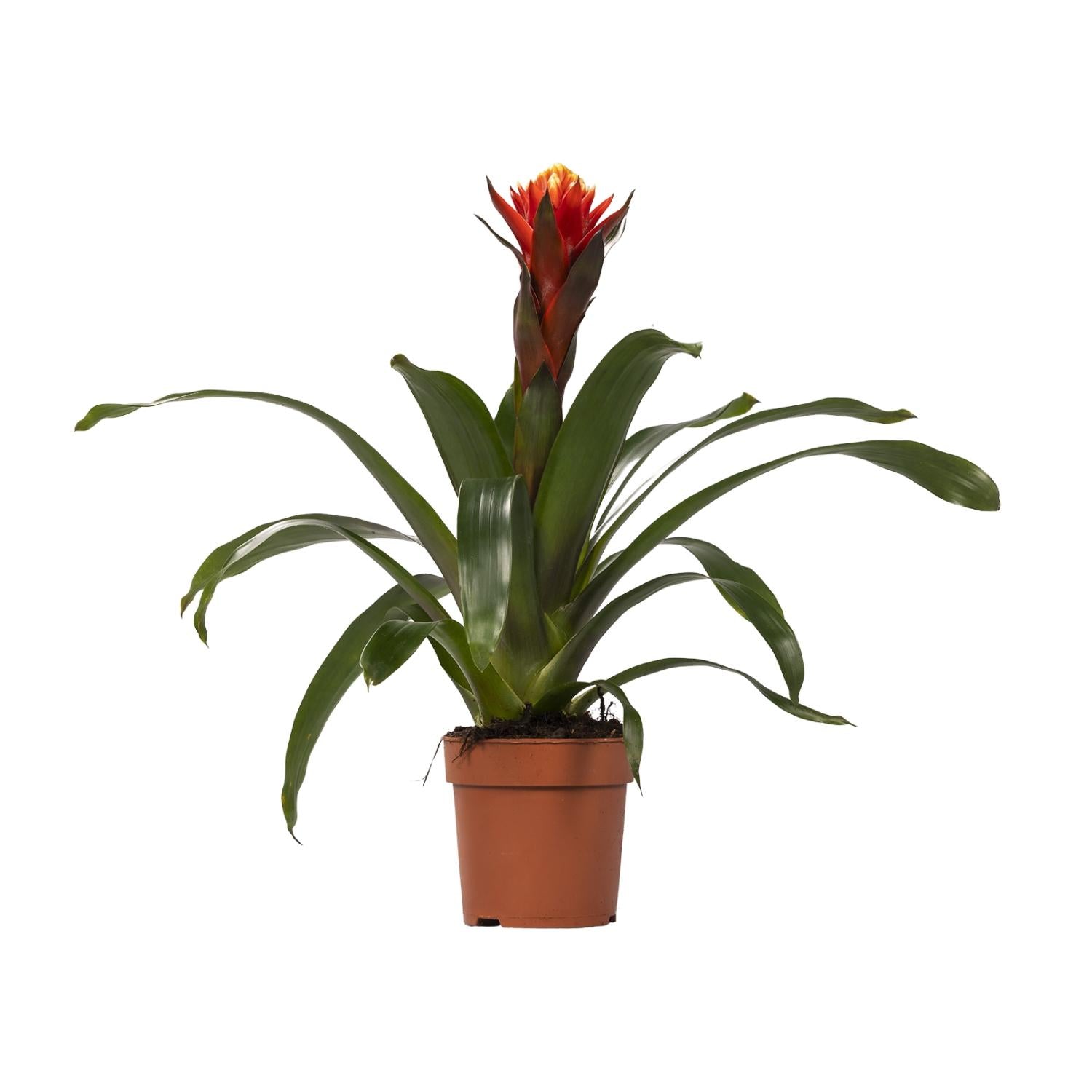 Guzmania – Bromelie - verschiedene Farben - Ø12cm - ↕40-50cm