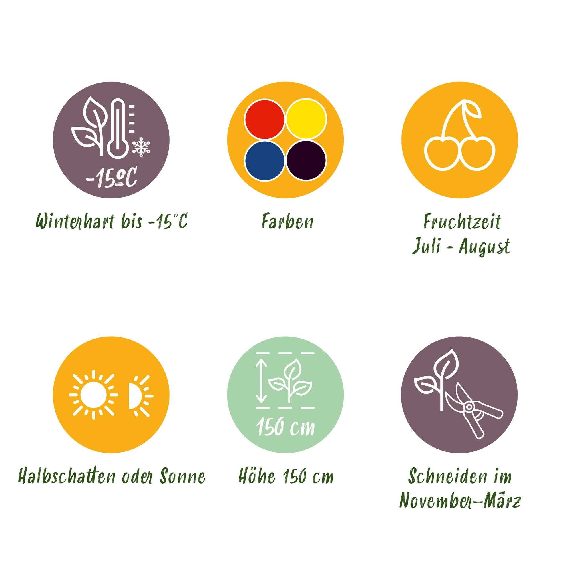 Beerenmix – 4 Obstpflanzen: Rote Beere, Gelbe Himbeere, Schwarze Brombeere & Blaubeere (11 cm Topf, 40 cm hoch)