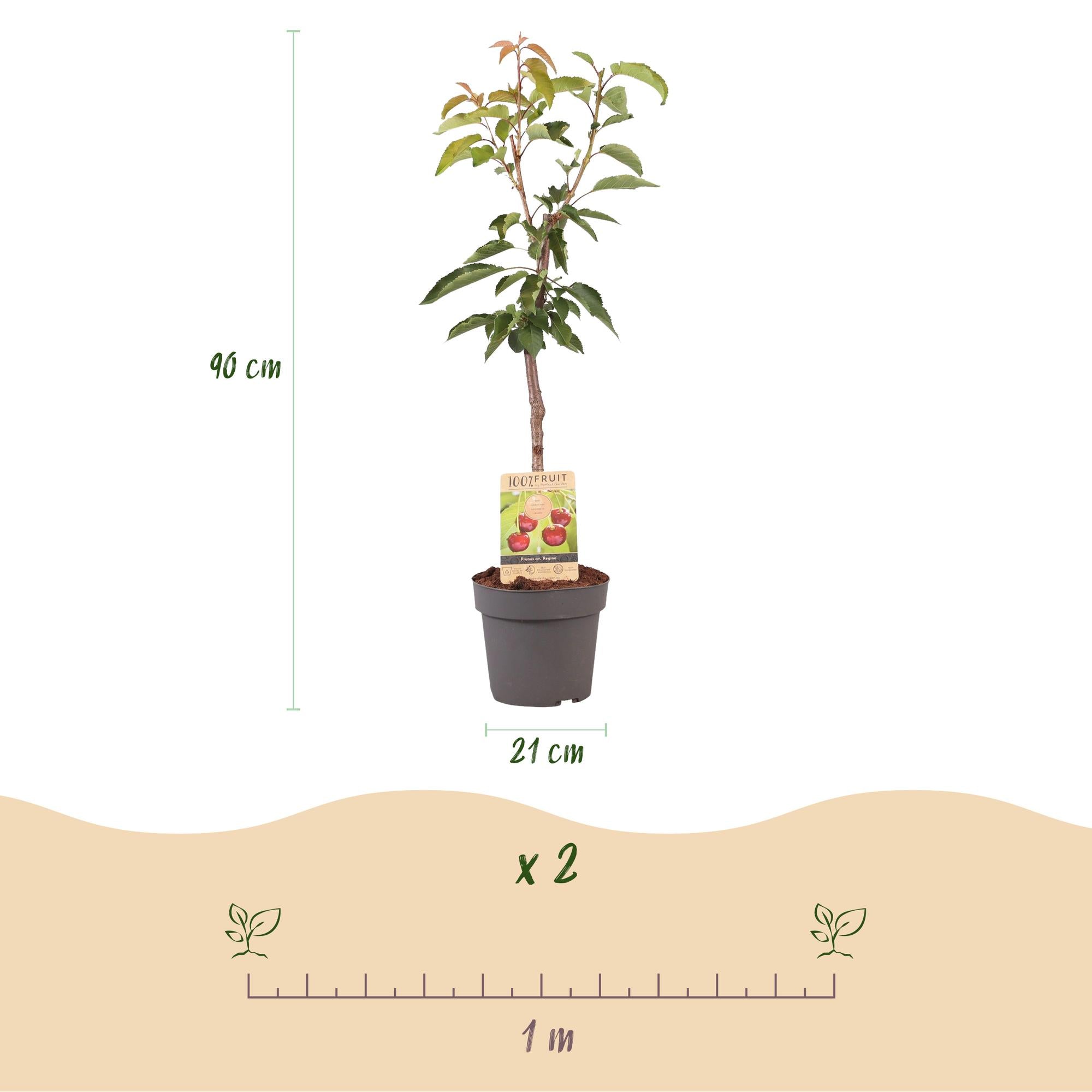 Obstpflanze Kirschbaum ‘Regina’ – rote Süßkirsche, Topf 21 cm, Höhe 90 cm