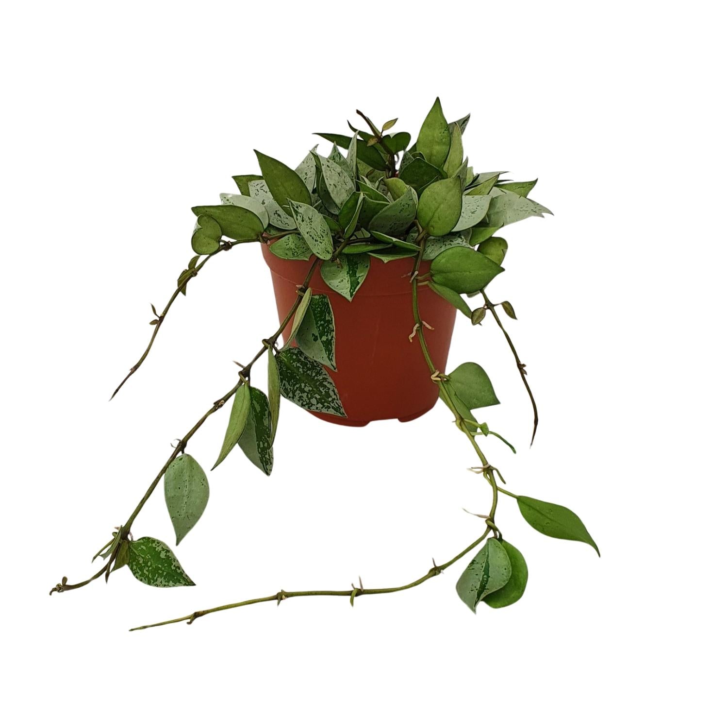 Hoya Krohniana'Eskimo'–Fleur de cire-Pot de 12 cm, 15 cm de haut