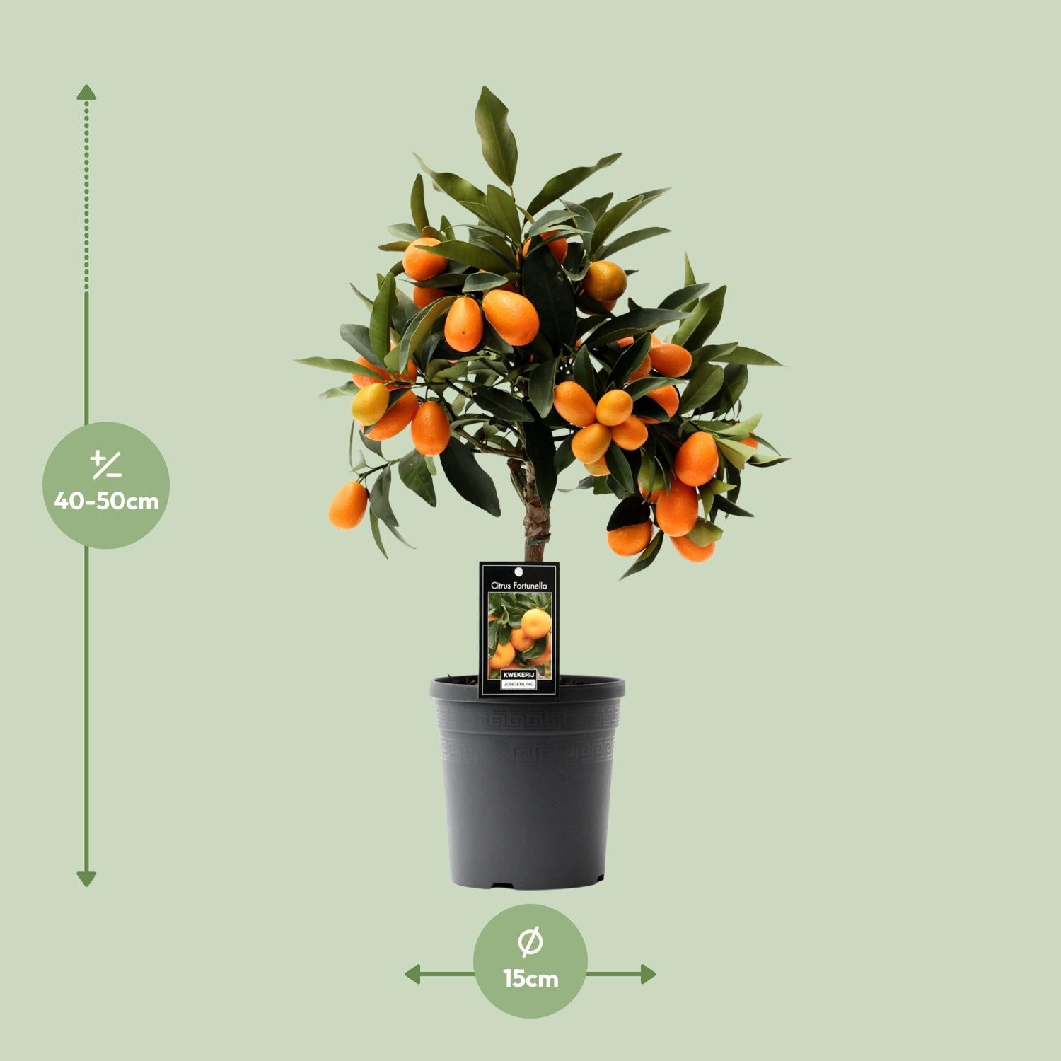Kumquat aux agrumes-pot de 16 cm, hauteur 45 cm