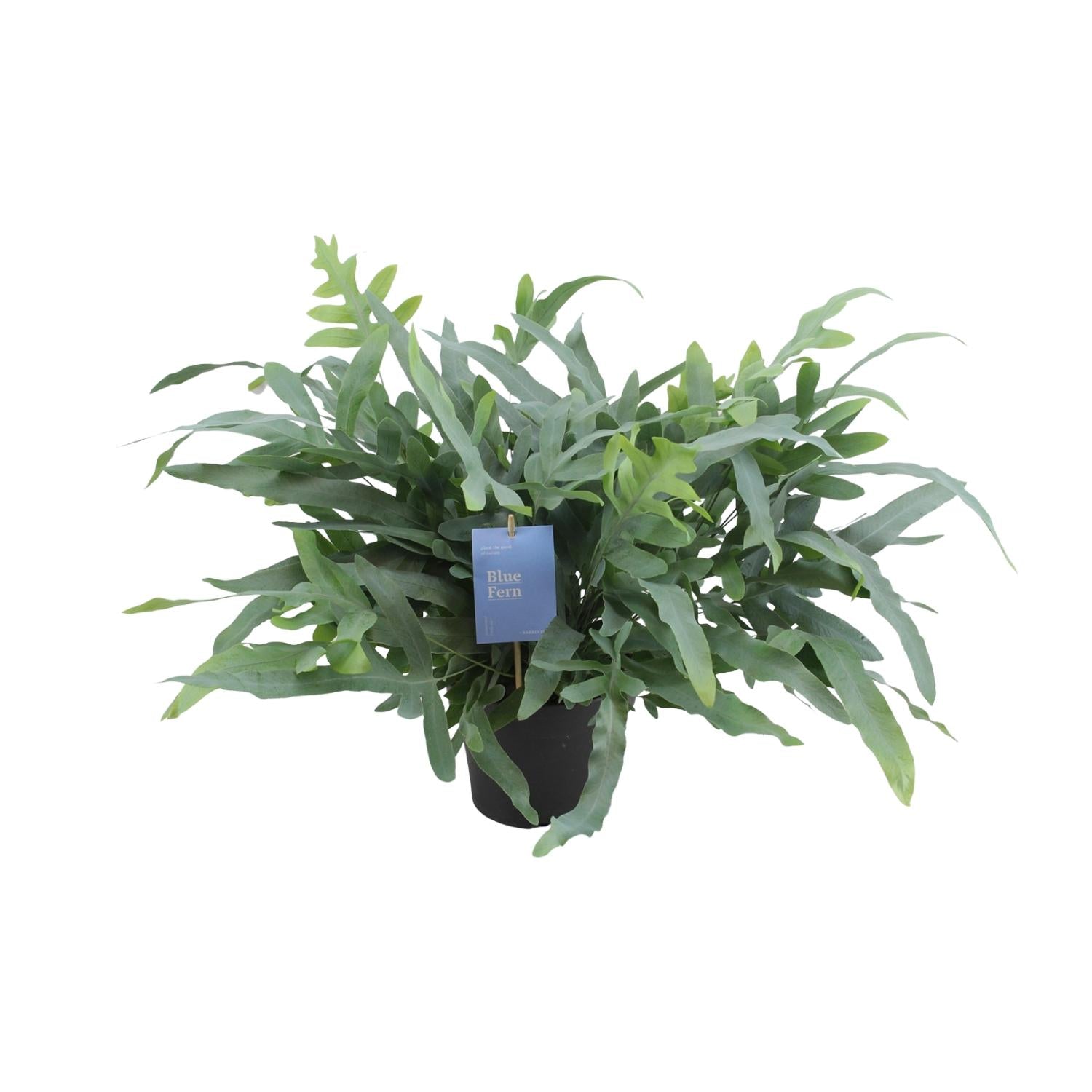 Phlebodium Aureum 'Blue Star' – Blue Fern - 17 cm pot, 50 cm tall