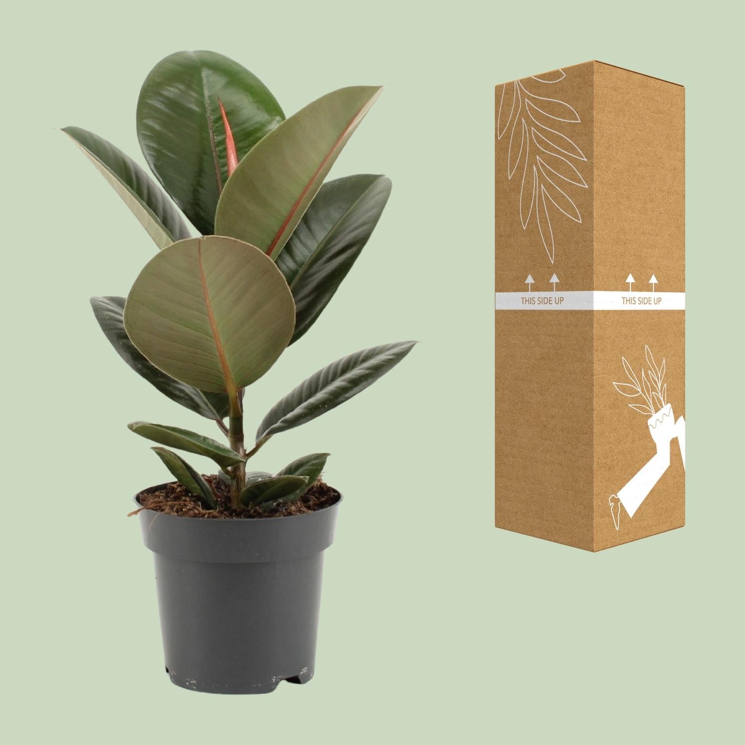 Ficus Elastica'Robusta'-Arbre à caoutchouc-35-85 cm