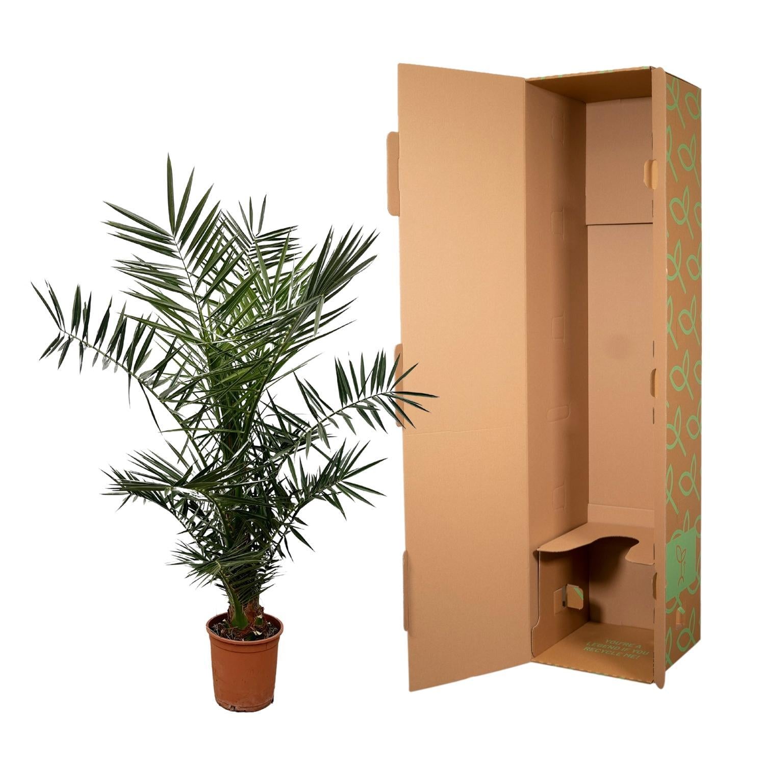 Phoenix Canariensis - 140 cm - 21cm Topf