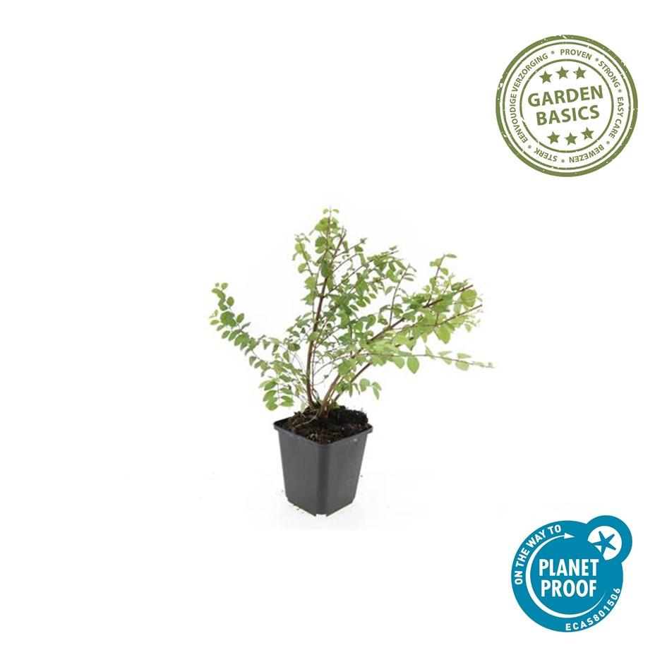 Symphoricarpos ‘Hancock’ – bodendeckender Zierstrauch, 9 cm Topf, 10–25 cm